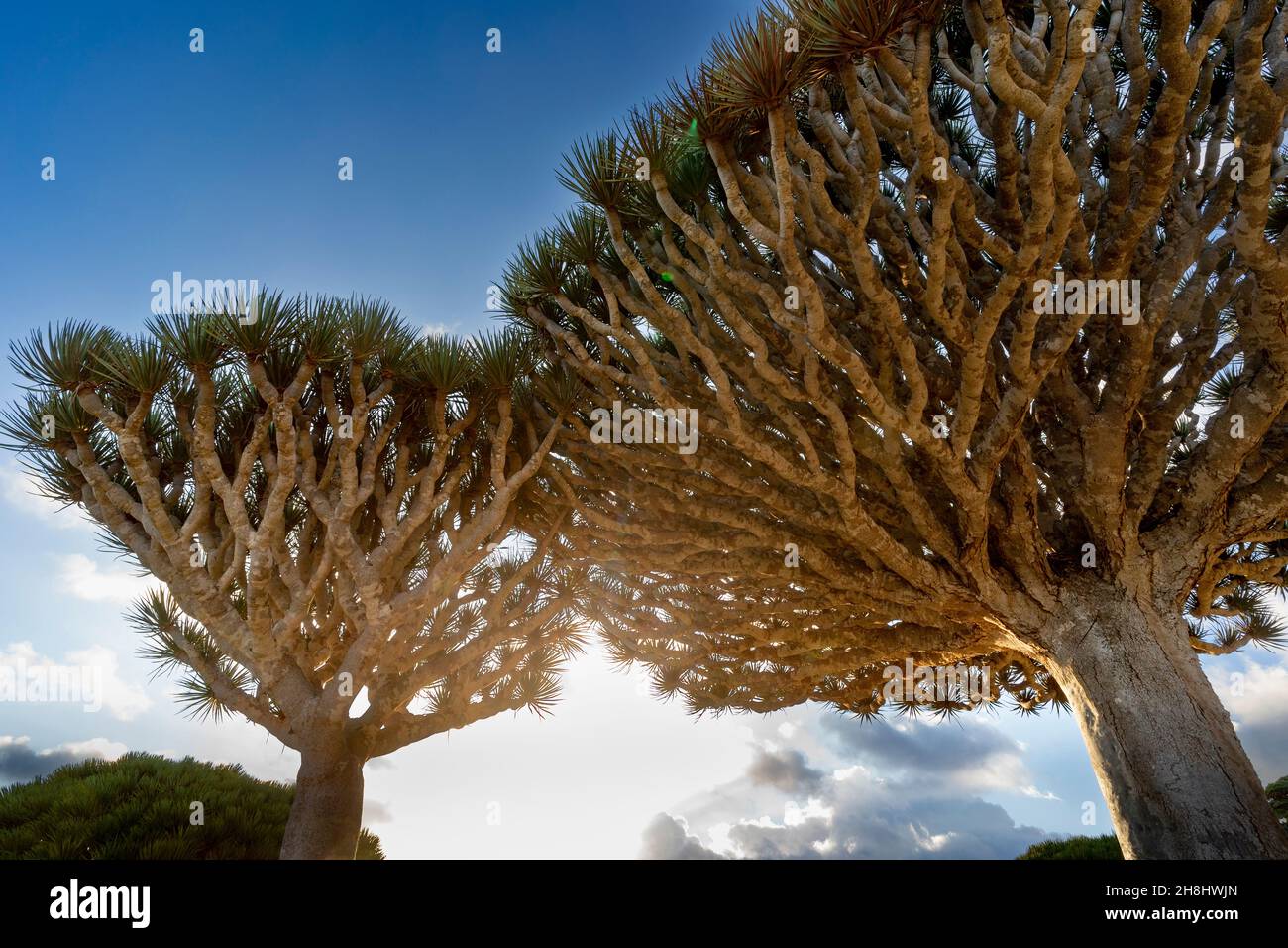 exotic and unique Socotra dragon tree, Dracaena cinnabari (CTK Photo ...