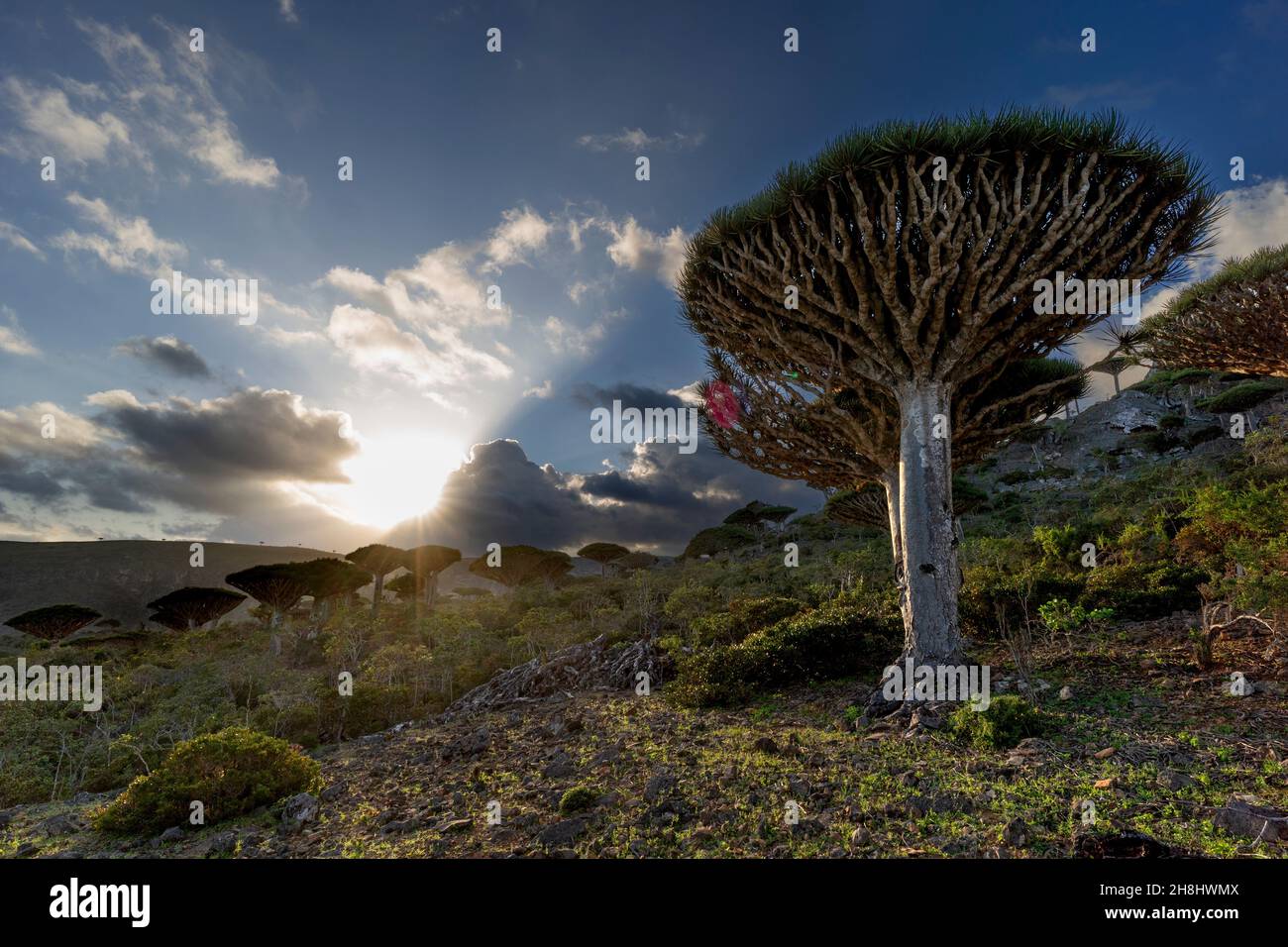 exotic and unique Socotra dragon tree, Dracaena cinnabari (CTK Photo ...