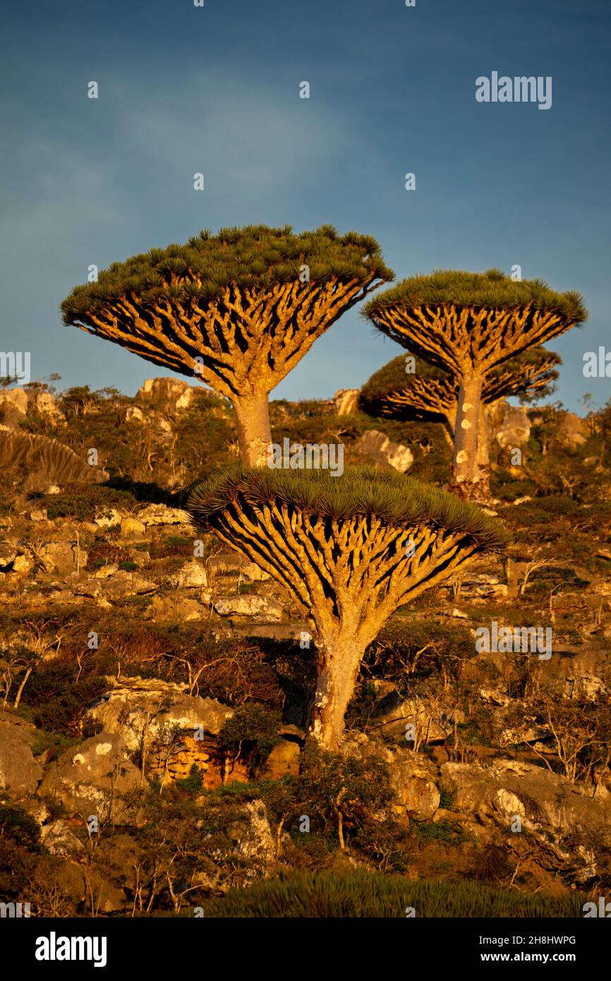 exotic and unique Socotra dragon tree, Dracaena cinnabari  (CTK Photo/Ondrej Zaruba) Stock Photo
