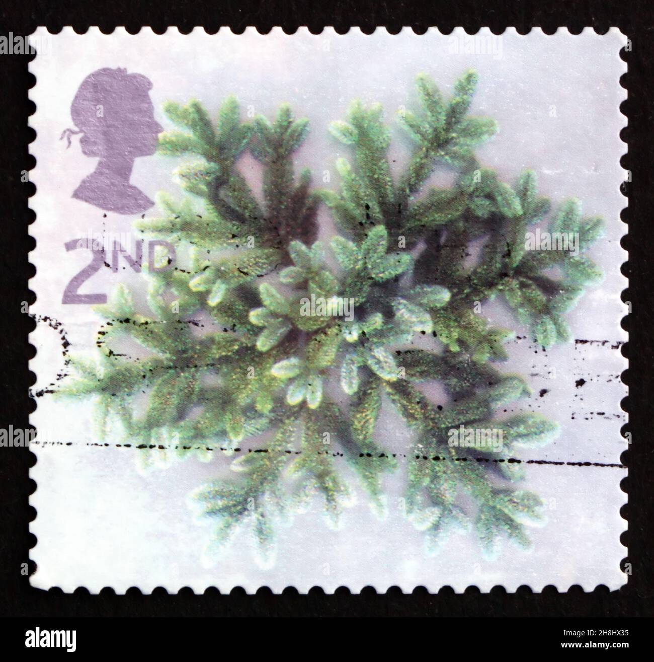 GREAT BRITAIN - CIRCA 2002: a stamp printed in the Great Britain shows Spruce Branches, Christmas, circa 2002 Stock Photo