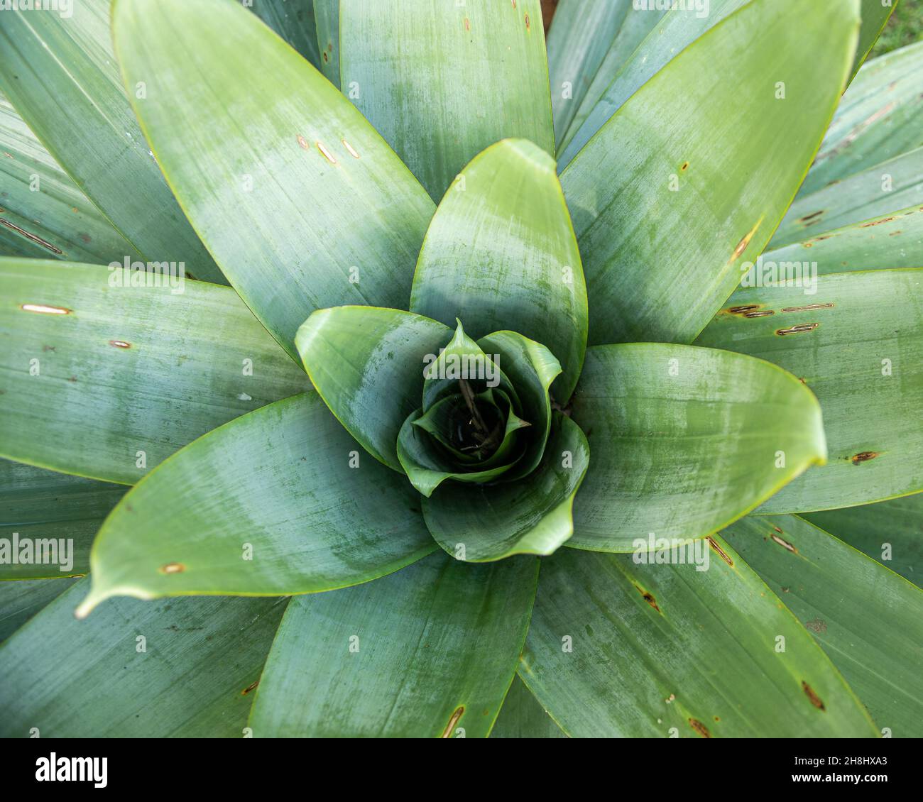 The center cup of a large Vriesea tropical bromeliad forming a phytotelmata where insects develop part of their life-cycles, close-up and top view Stock Photo