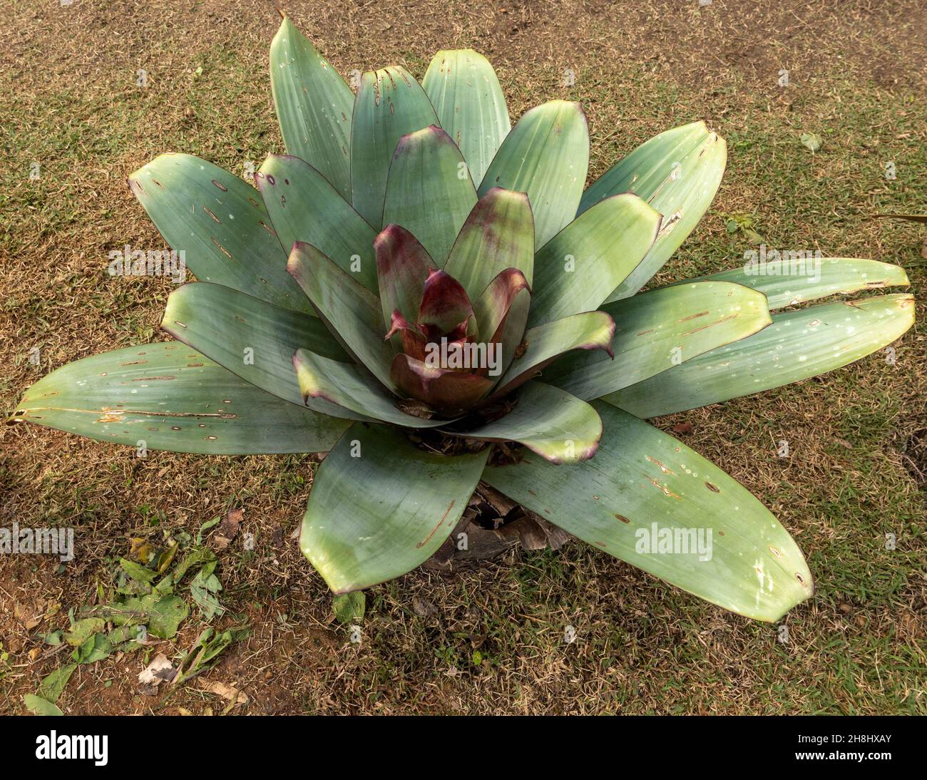 Large tropical bromeliad probably in the genus Vriesea. These plants form at the center of their concentric leaves, phytotelmata where insects develop Stock Photo