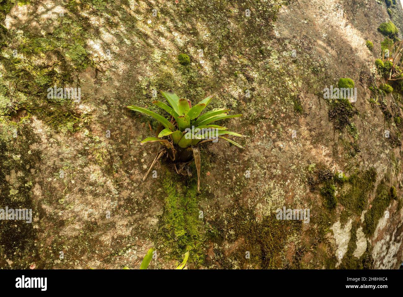 One bromeliad growing on a rock in Petropolis, Brazil, rock covered in lichen and moss, with plenty of copy-space Stock Photo