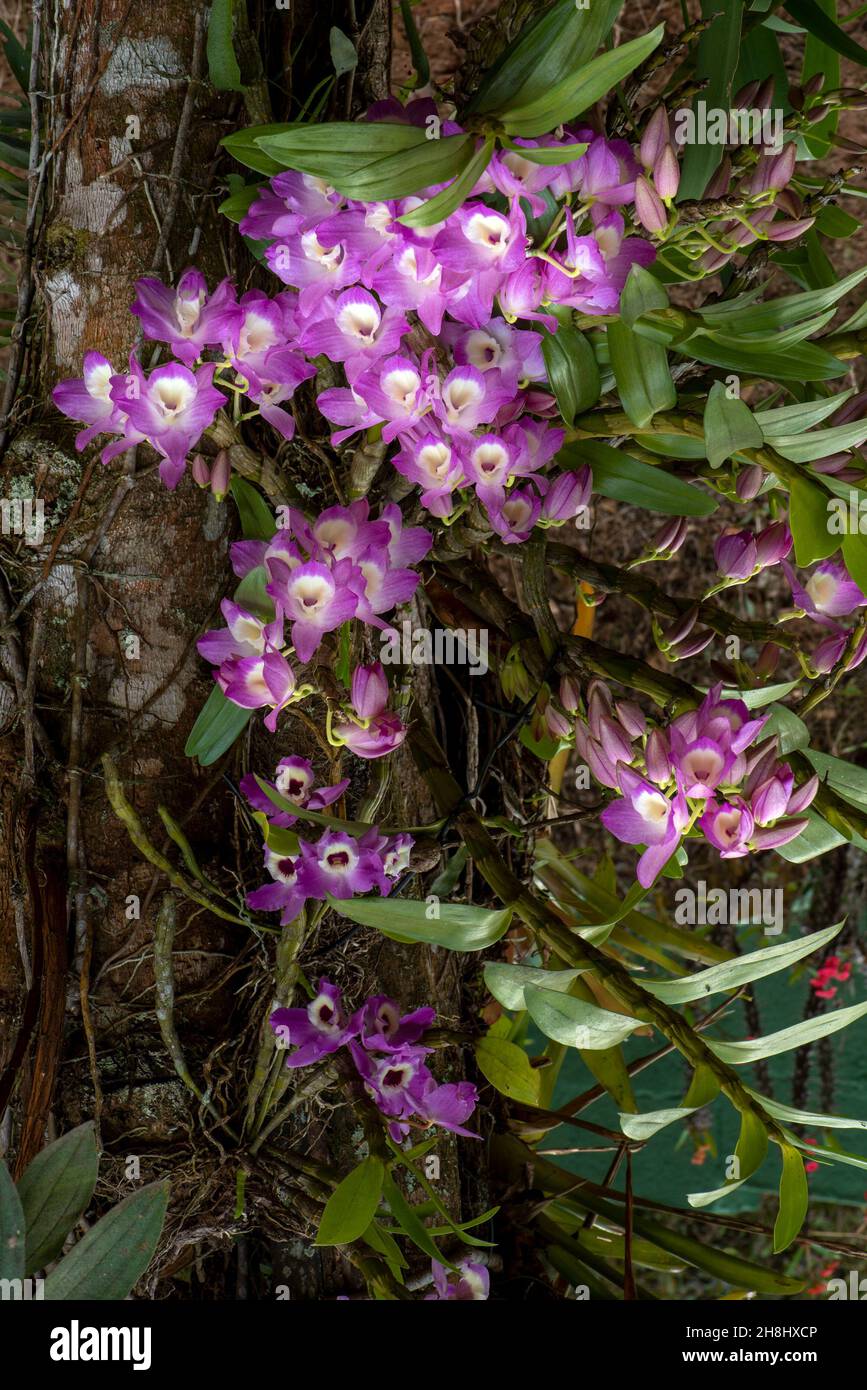 Laelia orchids in nature against the trunk of a tree - tropical ornamental Stock Photo