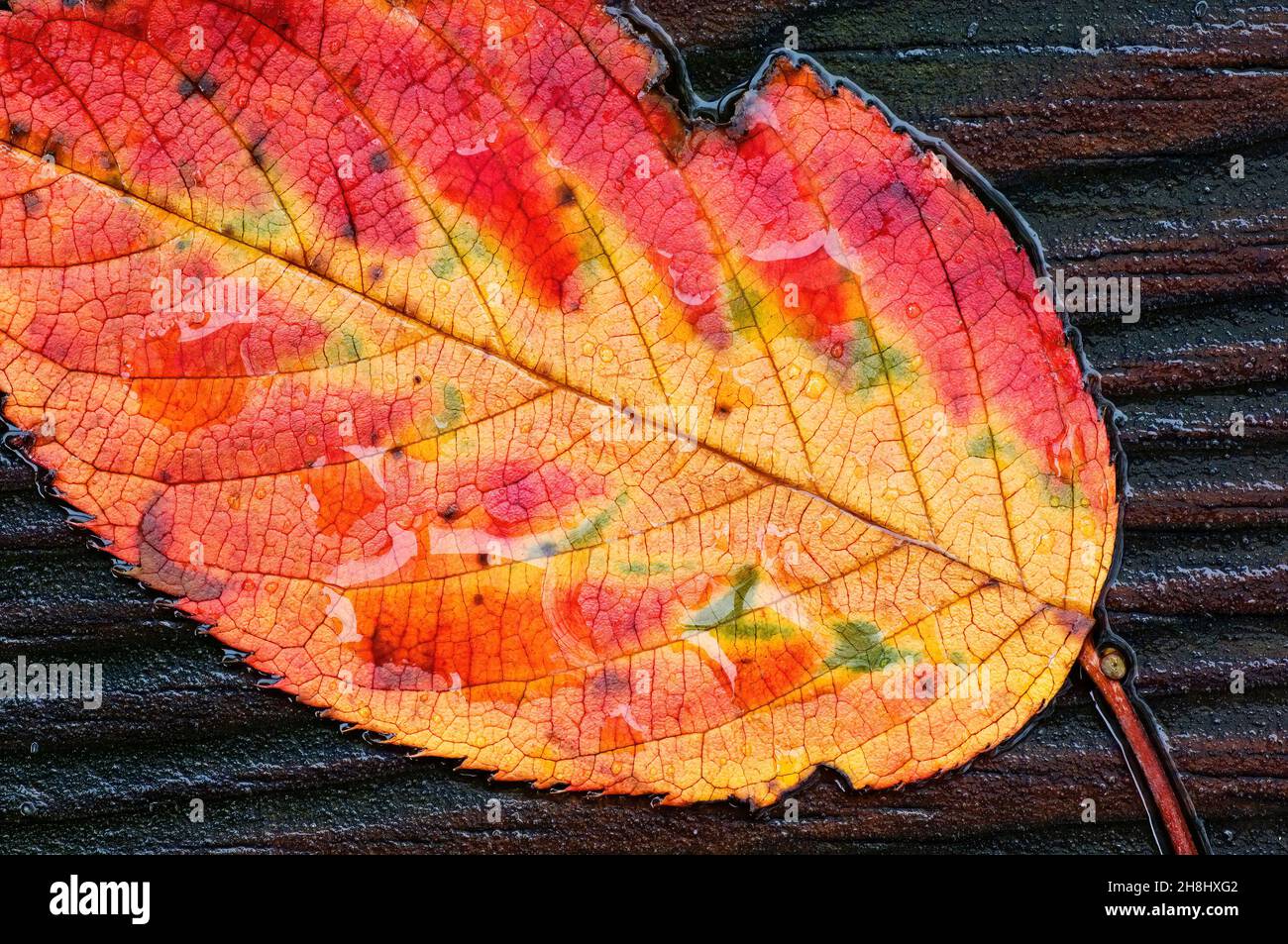 Anthocyanin Leaf