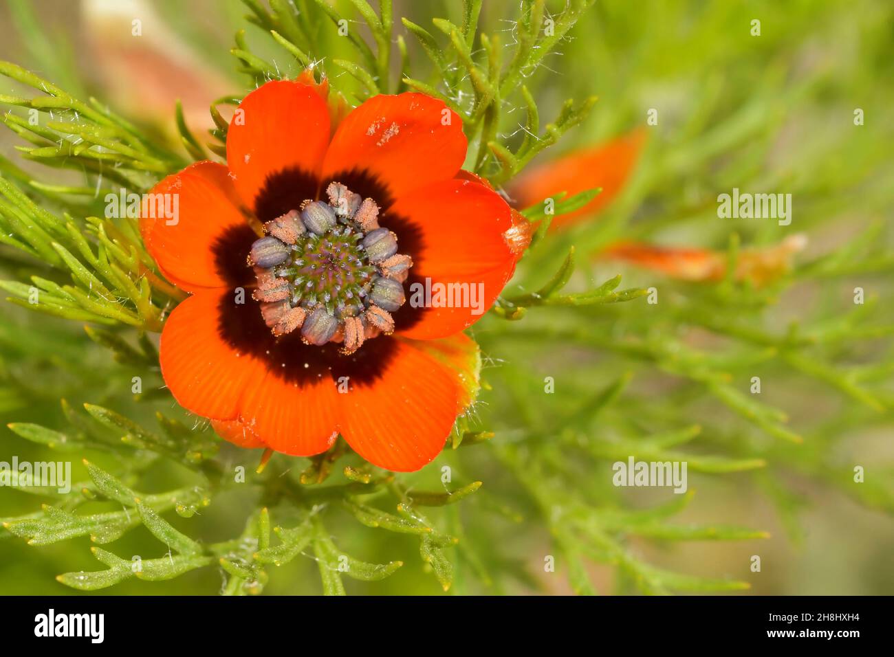 Adonis annua, commonly called blood drop or partridge eye, is an annual herbaceous plant of the ranunculaceas family Stock Photo