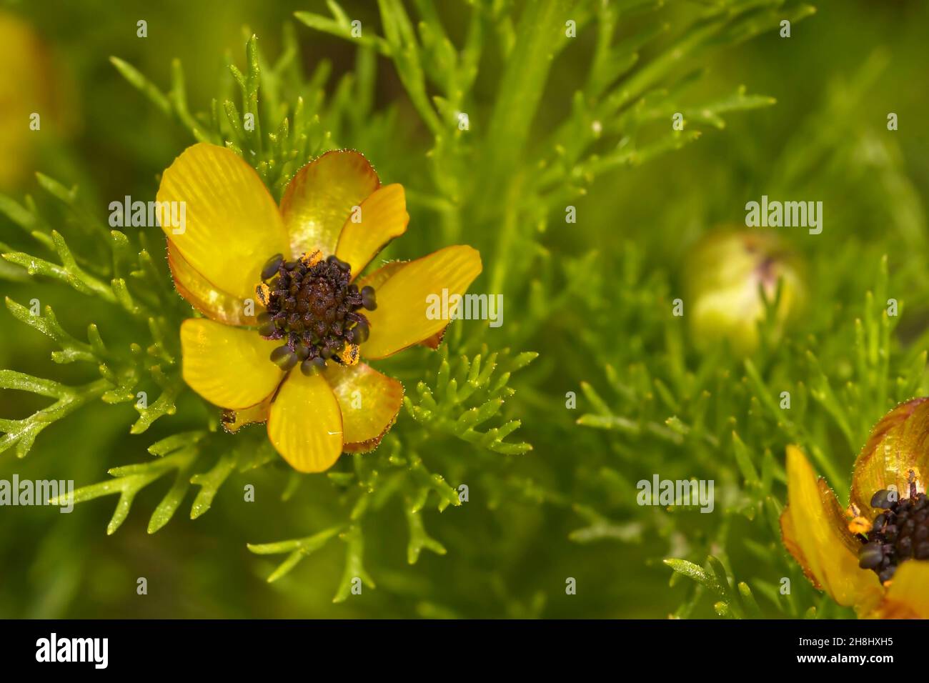 Adonis microcarpa - Reniculum of the ranunculaceae family, with delicate yellow flowers. Stock Photo