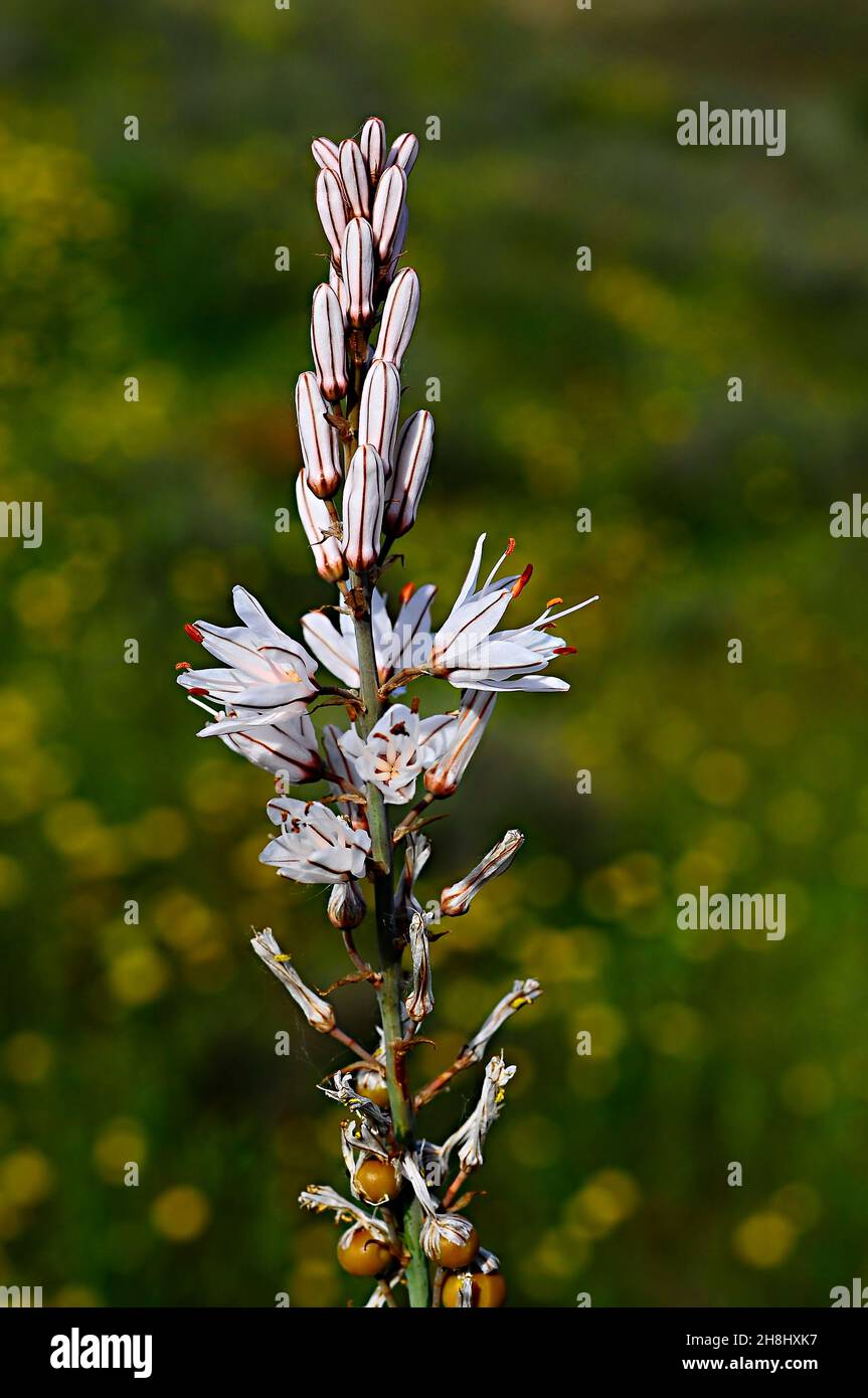 Asphodelus albus - the white gamon is a perennial herbaceous plant native to the Mediterranean region. Stock Photo