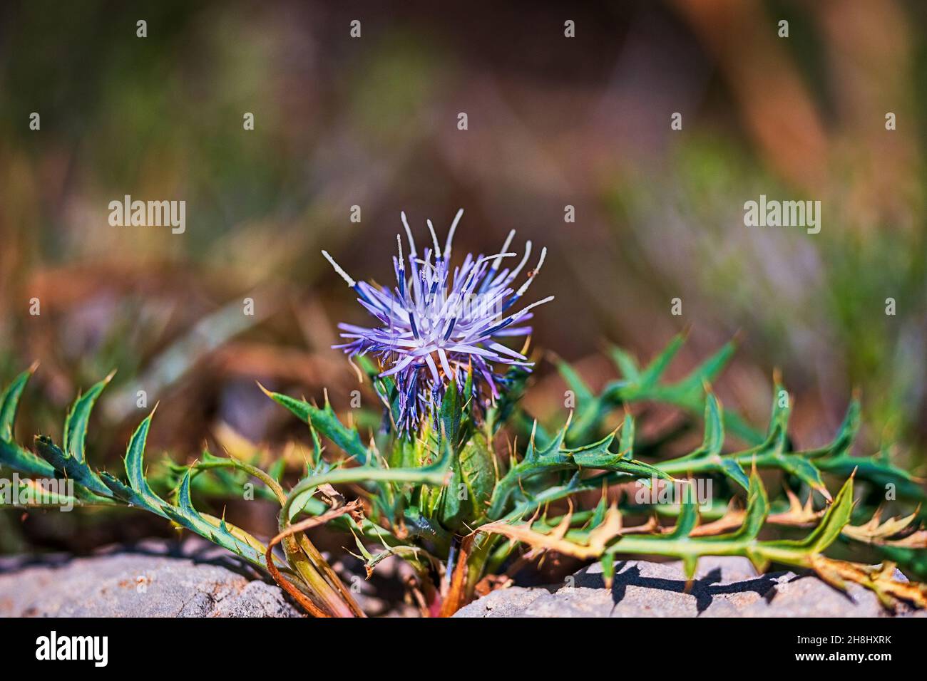 The arzolla thistle, Cardillo, is a species of the Asteraceae family. Stock Photo