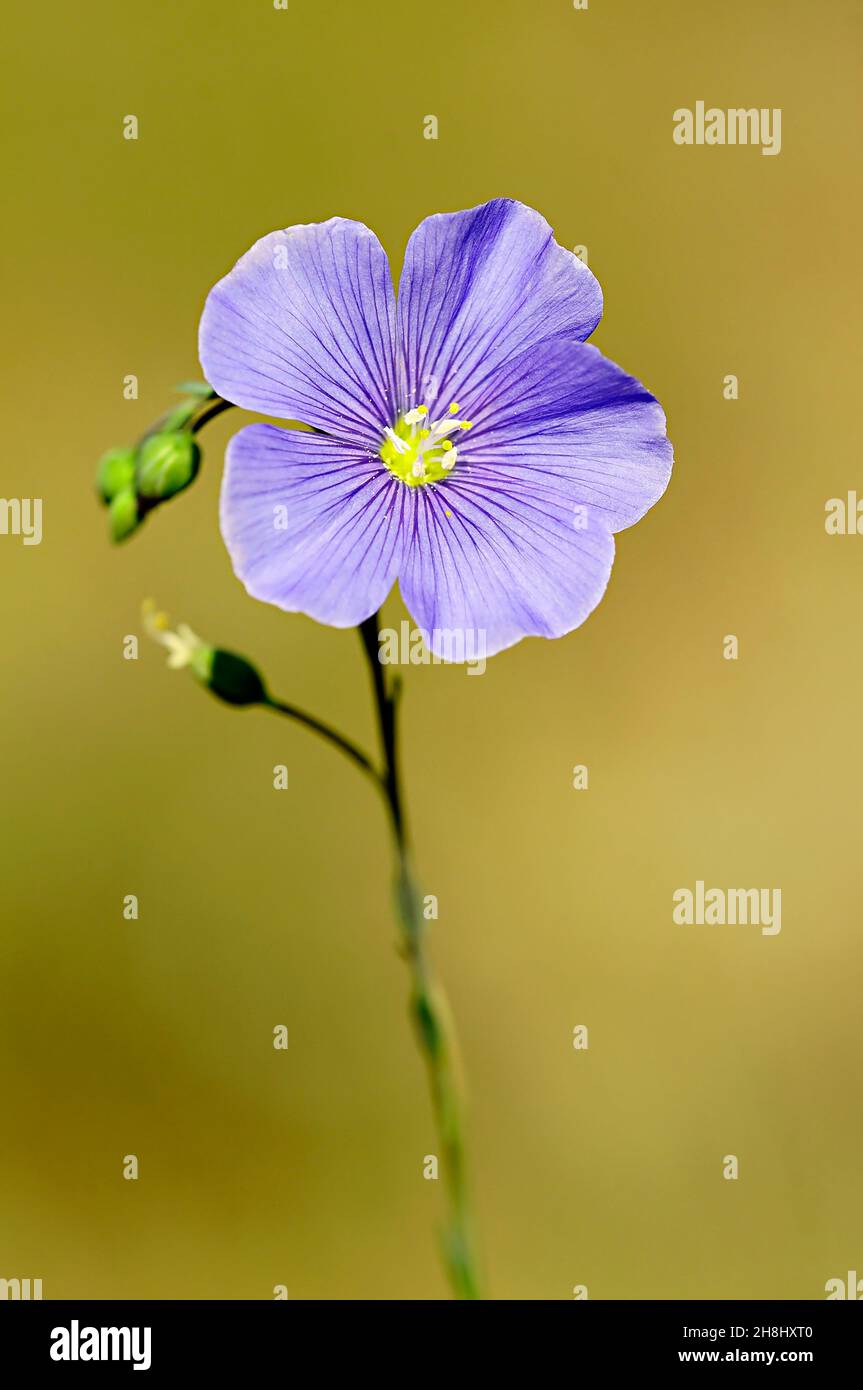 Linum narbonense - Blue flax is a herbaceous plant in the family of the linnaceae. Stock Photo