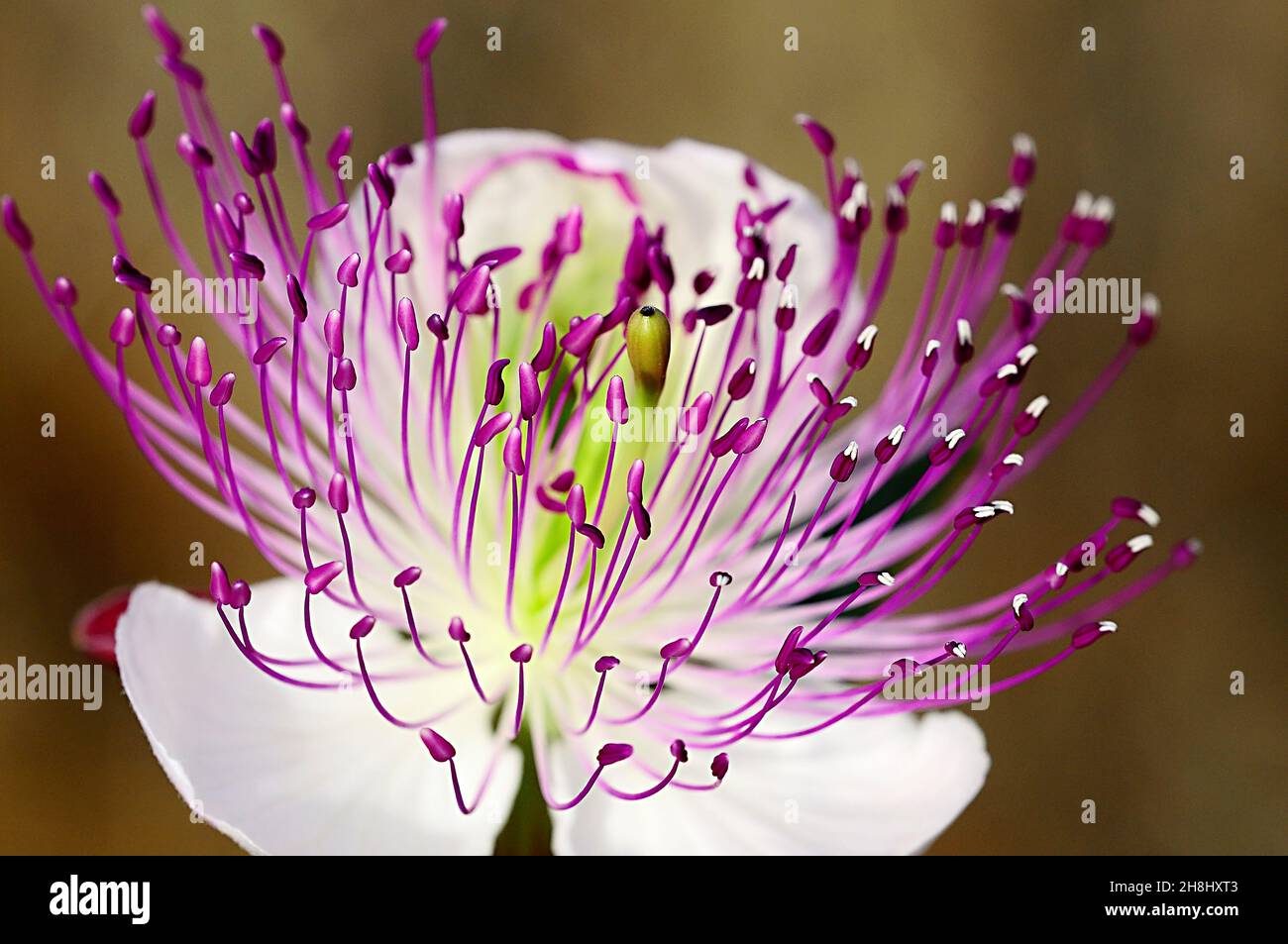 Capparis spinosa - the caper, is a shrubby plant native to the Mediterranean region. Stock Photo