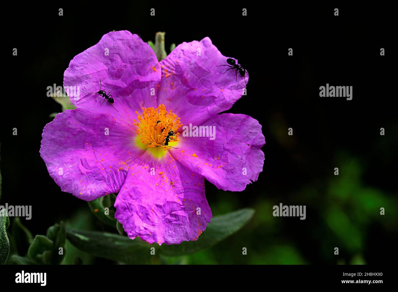 Cistus creticus is a species of shrub belonging to the Cistaceae family. Purple flower. Stock Photo