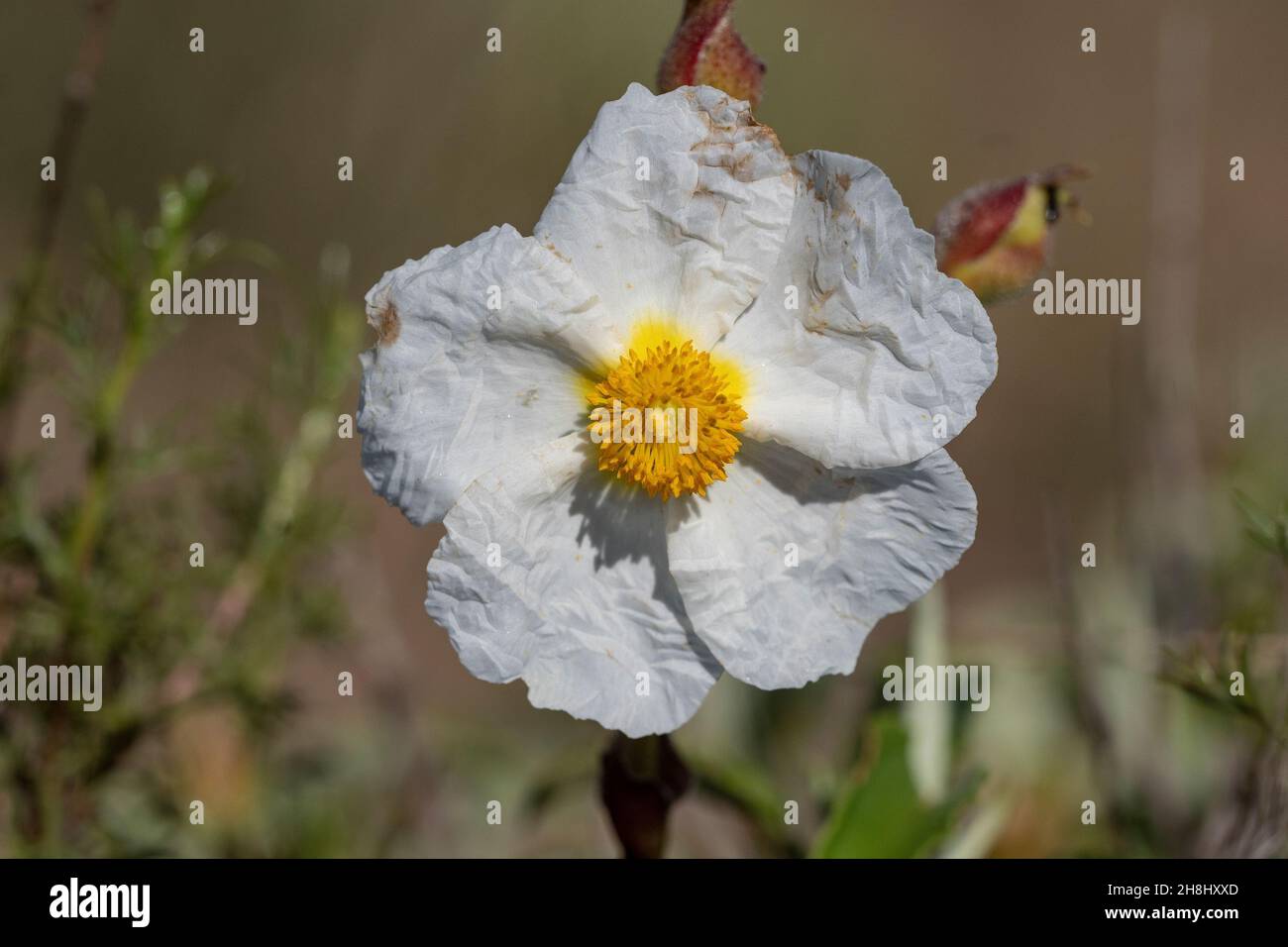 Cistus monspeliensis - Black jagz is a plant in the cystaceae family. White flower. Stock Photo