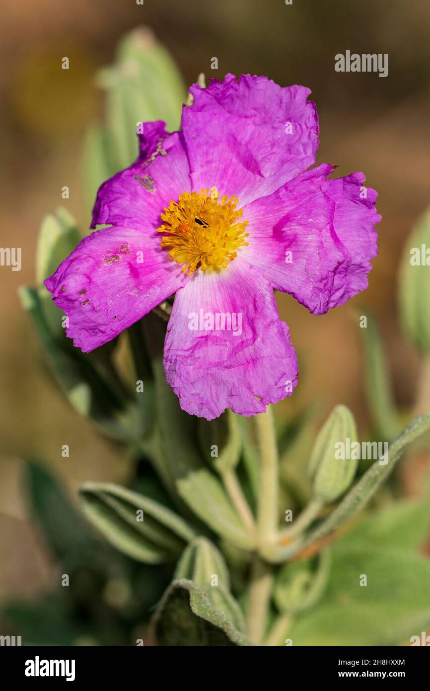 Cistus creticus is a species of shrub belonging to the Cistaceae family. Purple flower. Stock Photo