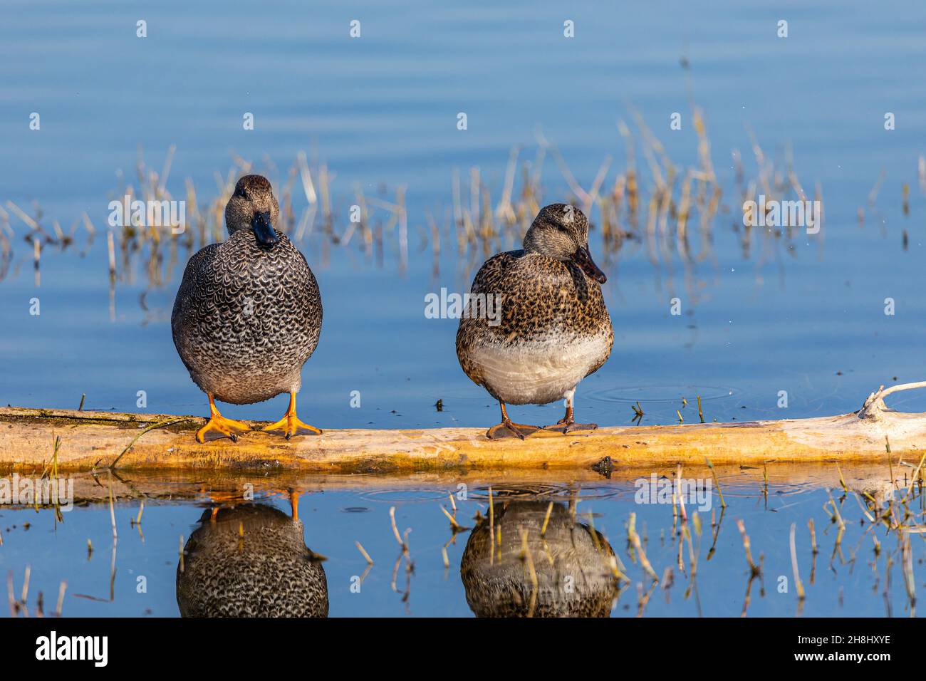 Merced national wildlife refuge hi-res stock photography and images - Alamy