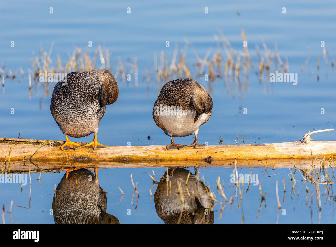 Merced national wildlife refuge hi-res stock photography and images - Alamy