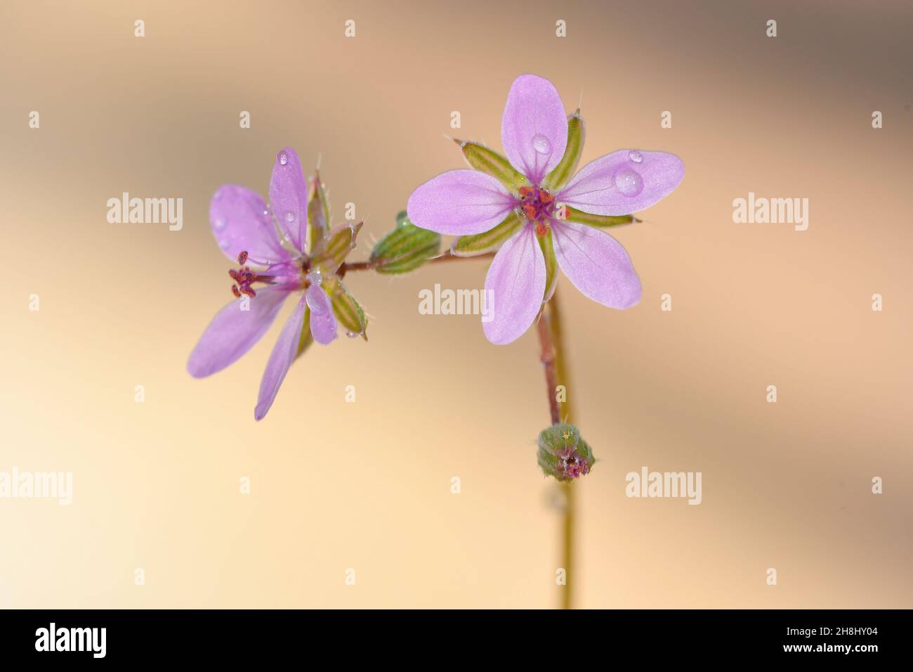 Erodium is a genus of plants in the Geraniaceae family. Stock Photo