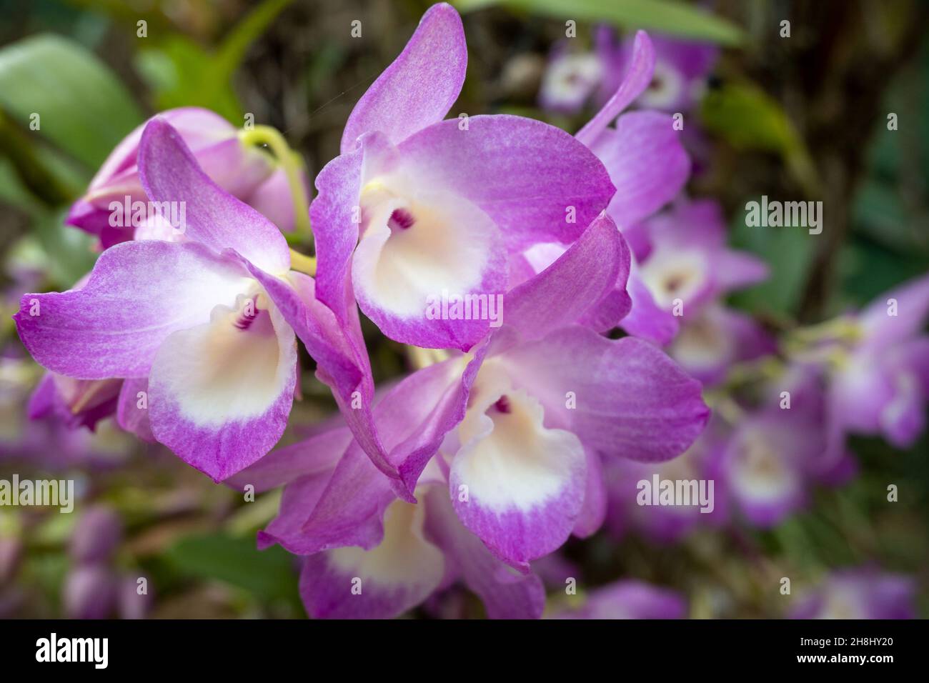 Laelia orchid in nature close-up, beautiful orchid of the Atlantic Forest of Brazil Stock Photo