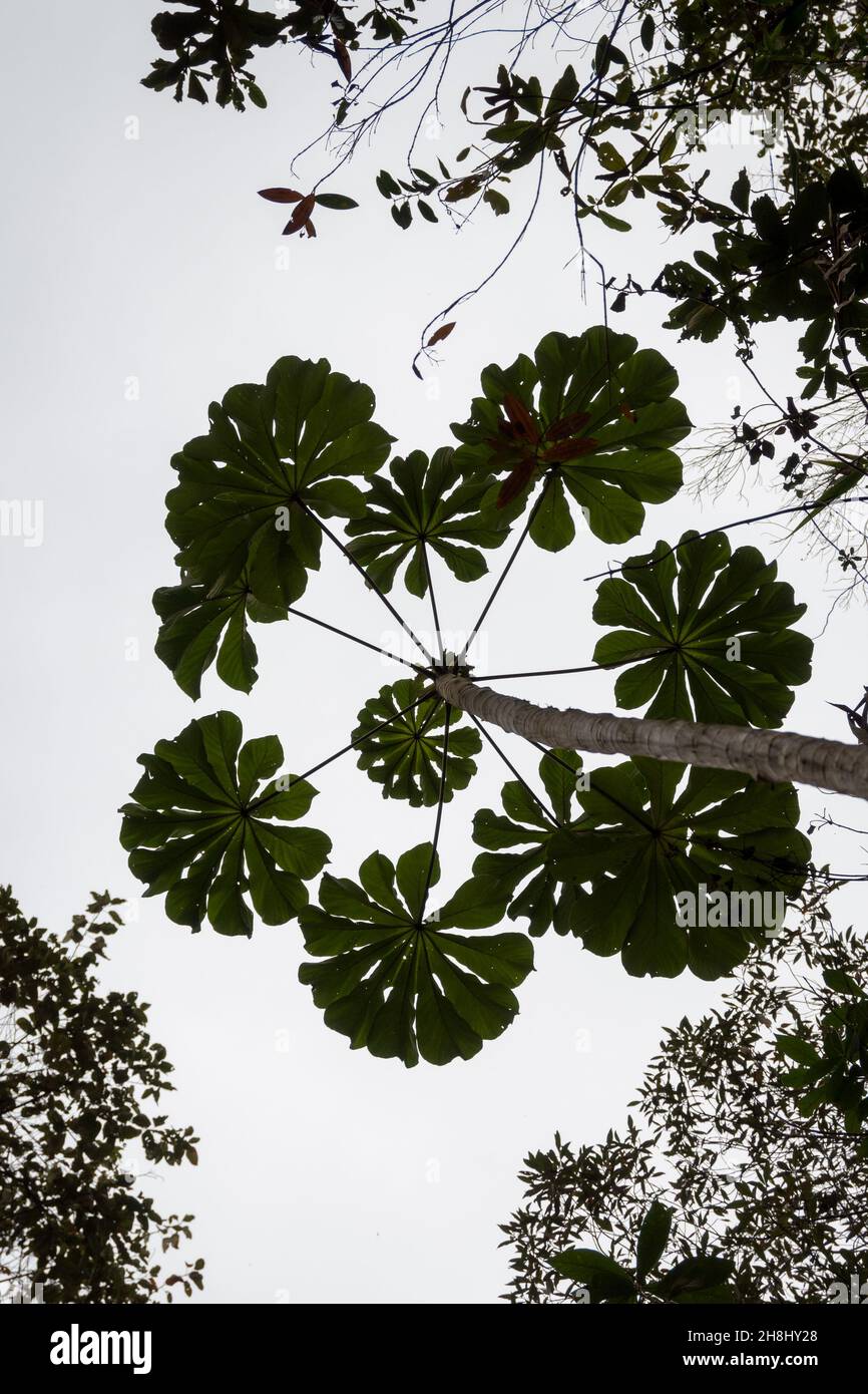 View of an Embauba tree from below (Cecropia), green leaves against white sky Stock Photo