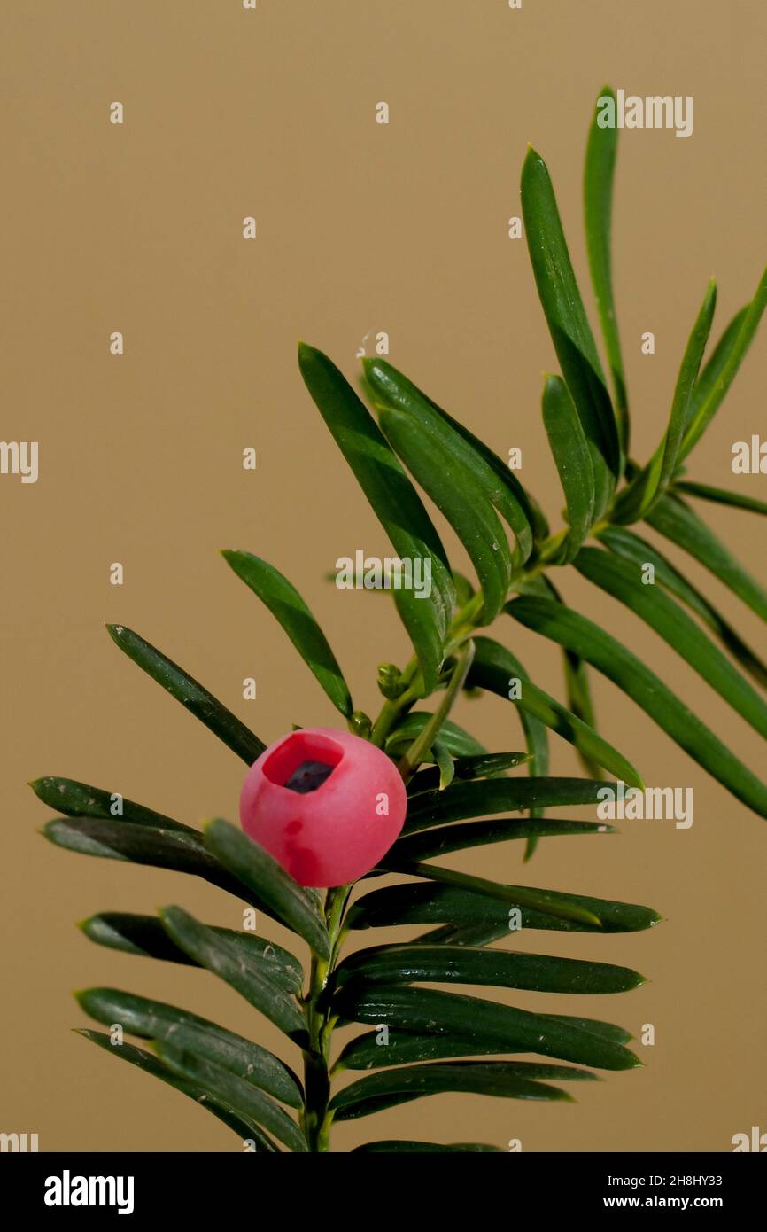 Poisonous red fruit of Yew Stock Photo Alamy
