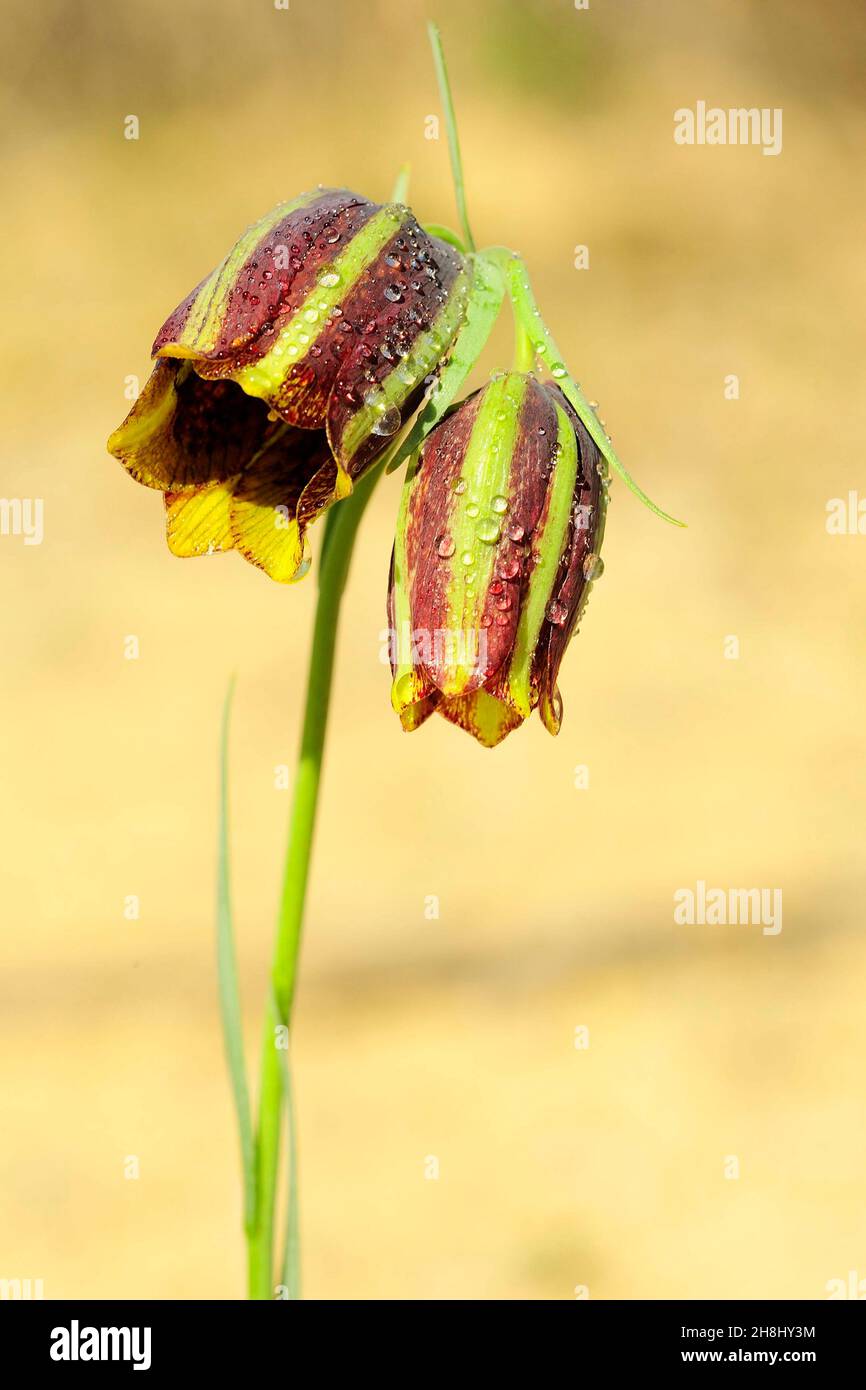 Fritillaria lusitanica is a bulbous perennial herbaceous plant of the lily family. Stock Photo