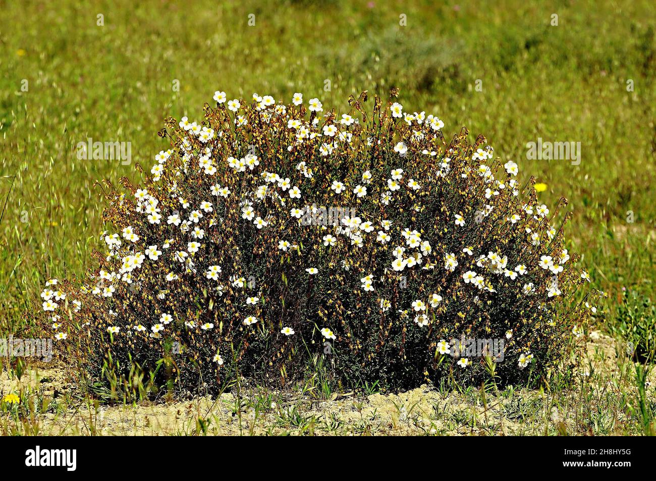 Helianthemum violaceum Pau is a species with white flowers belonging to the Cistaceae family. Stock Photo