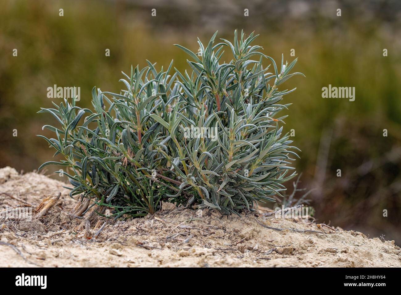 Helianthemum syriacum - Romerillo is a plant of the Cistaceae family. Stock Photo