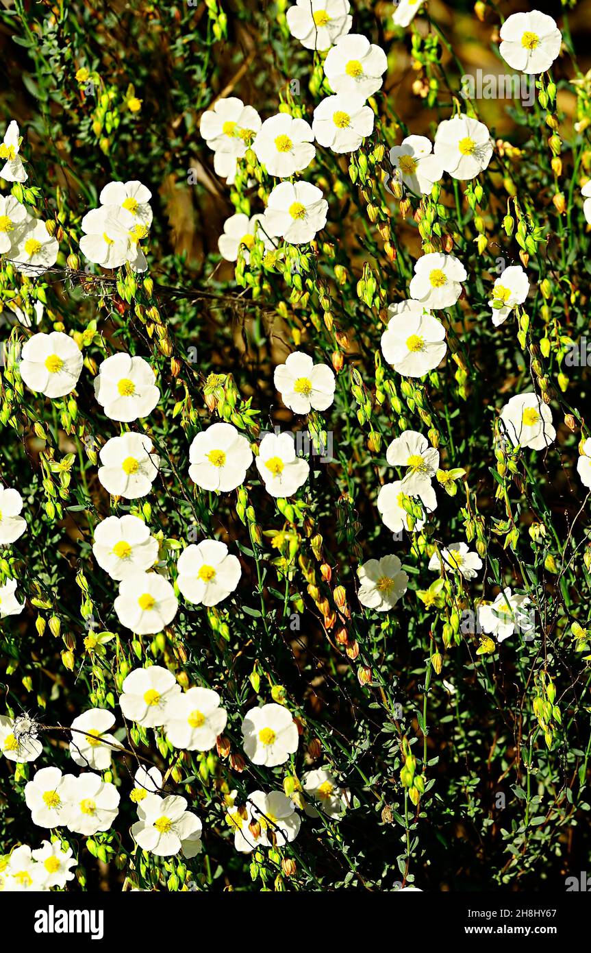 Helianthemum violaceum Pau is a species with white flowers belonging to the Cistaceae family. White flowers. Stock Photo