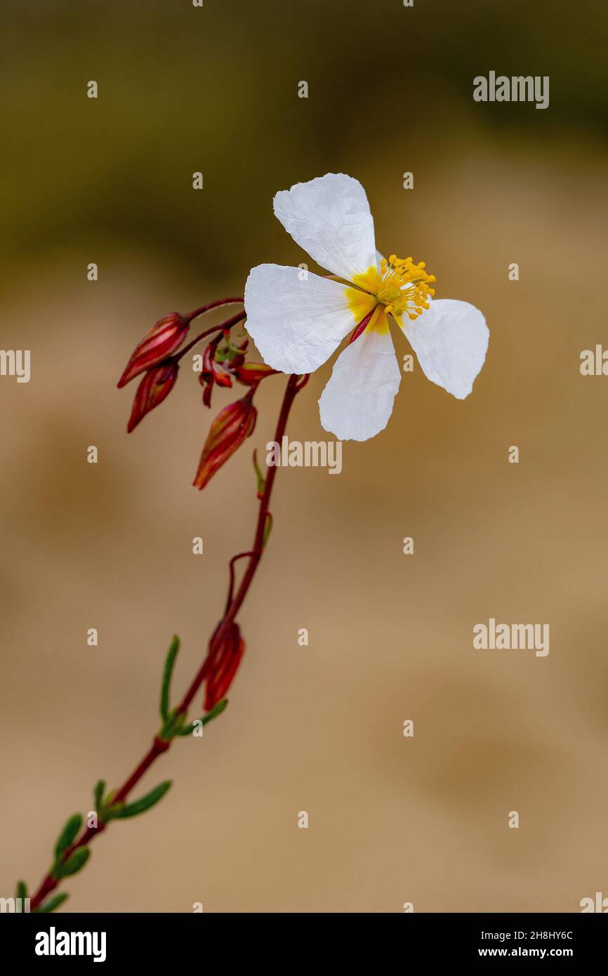 Helianthemum violaceum Pau is a species with white flowers belonging to the Cistaceae family. White flowers. Stock Photo