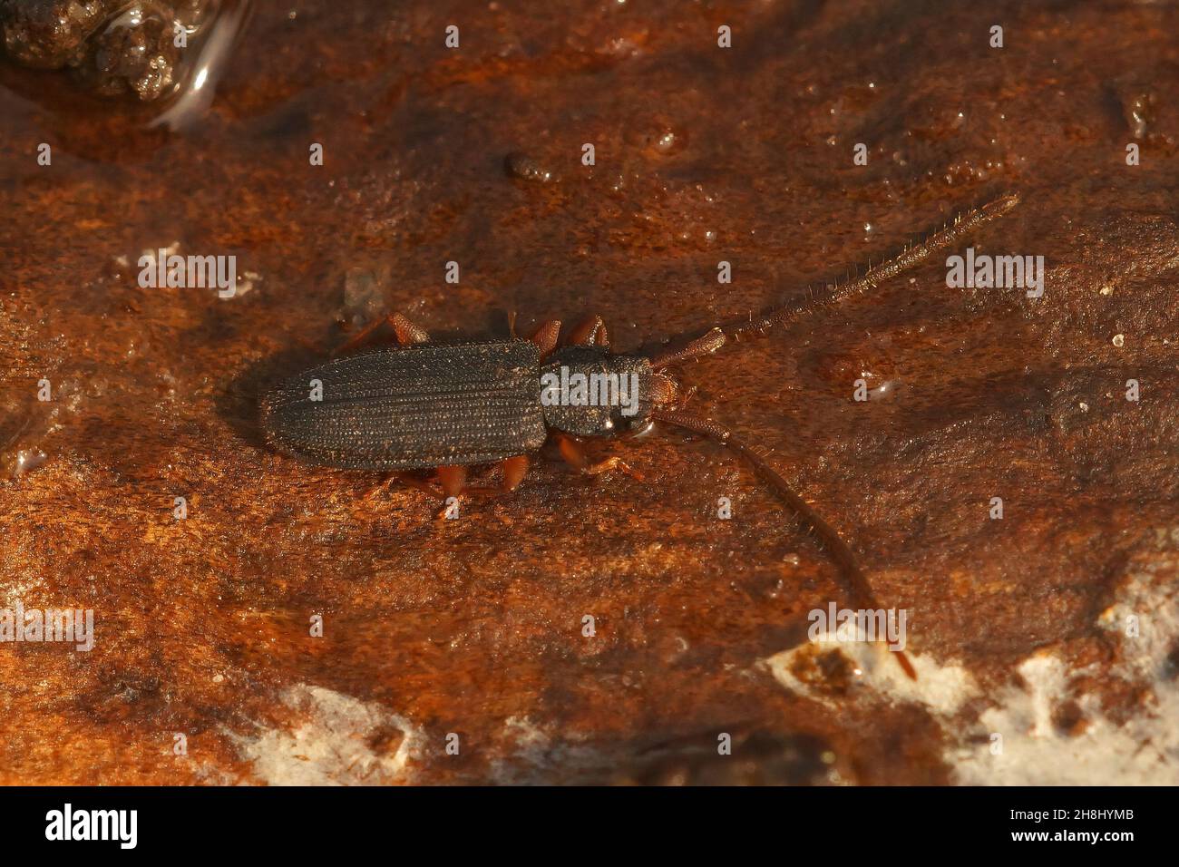 Closeup on a silvanid flat bark beetles, Uleiota planata, hiding Stock Photo