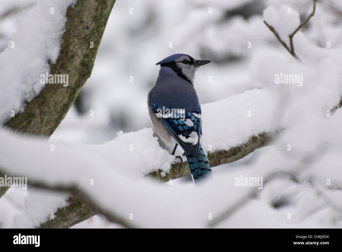 Bluejay in snow covered tree Stock Photo