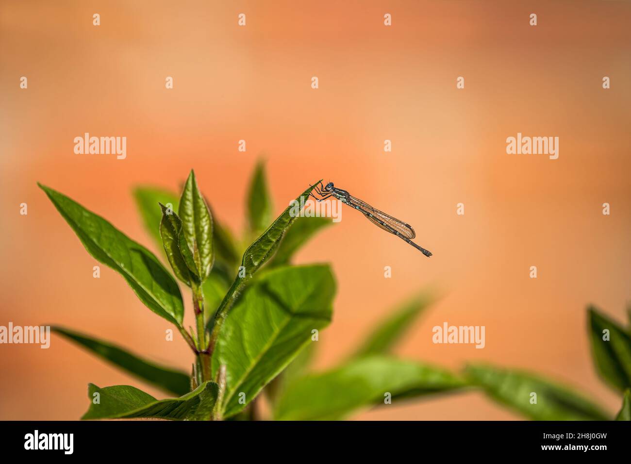 Dragon fly sitting on green leaf Stock Photo
