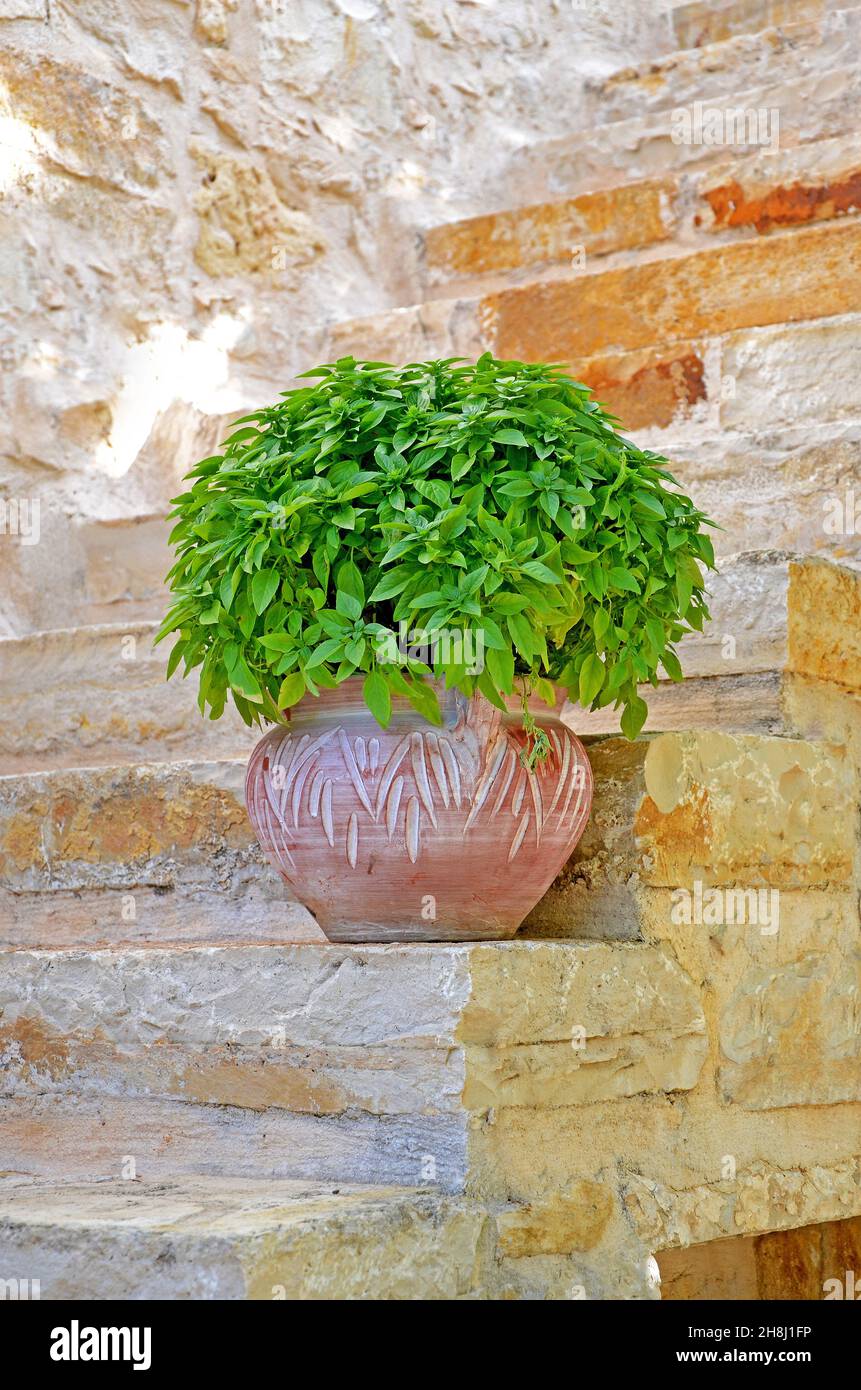 Basil in Clay Pot Stock Photo Alamy