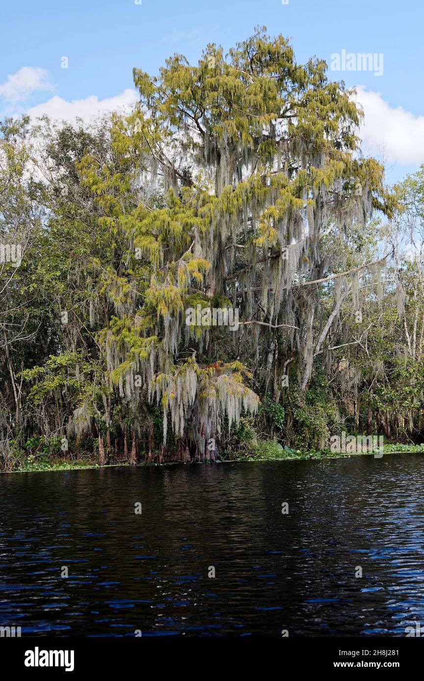 Bald Cypress tree; laden with Spanish moss; graceful; blowing in wind; Taxodium distichum; water; cypress knees; nature; river scene; Blue Spring Stat Stock Photo