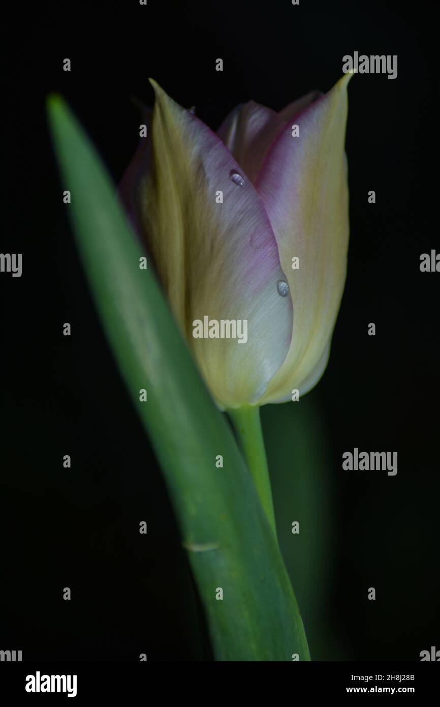 Pink and Yellow Tulip with black background with two drops of dew Stock Photo