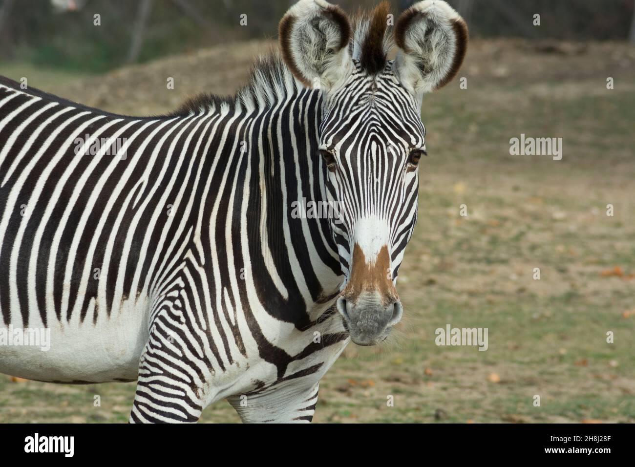 wild zebra (perissodactyl herbivorous mammal of equidae) grown in captivity in a natural park Stock Photo