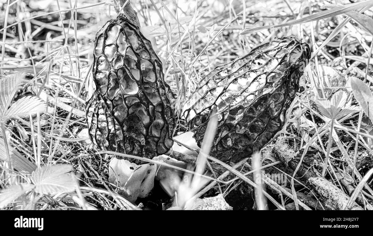 Two morels mushrooms in a forest clearing among the grass, eaten by insects on the inside Stock Photo