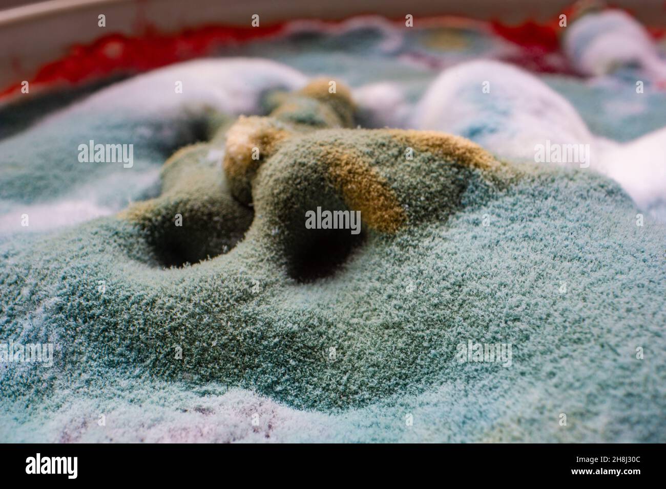 Dangerous mold on food Close up of mold on rotten fruit Stock Photo Alamy