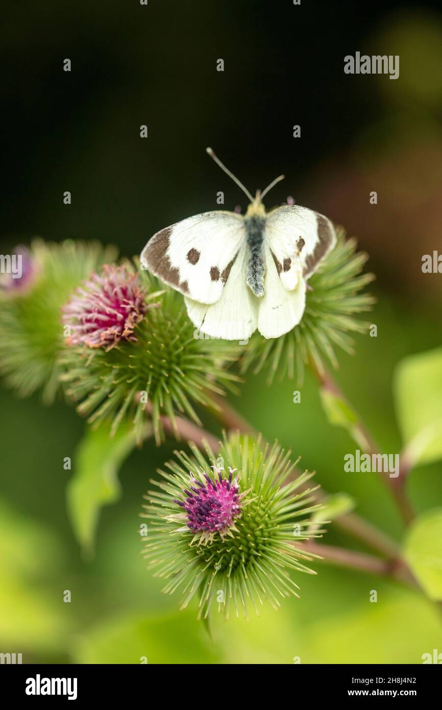 Cabbage white butterfly on common / wood Burdock. Natural closeup