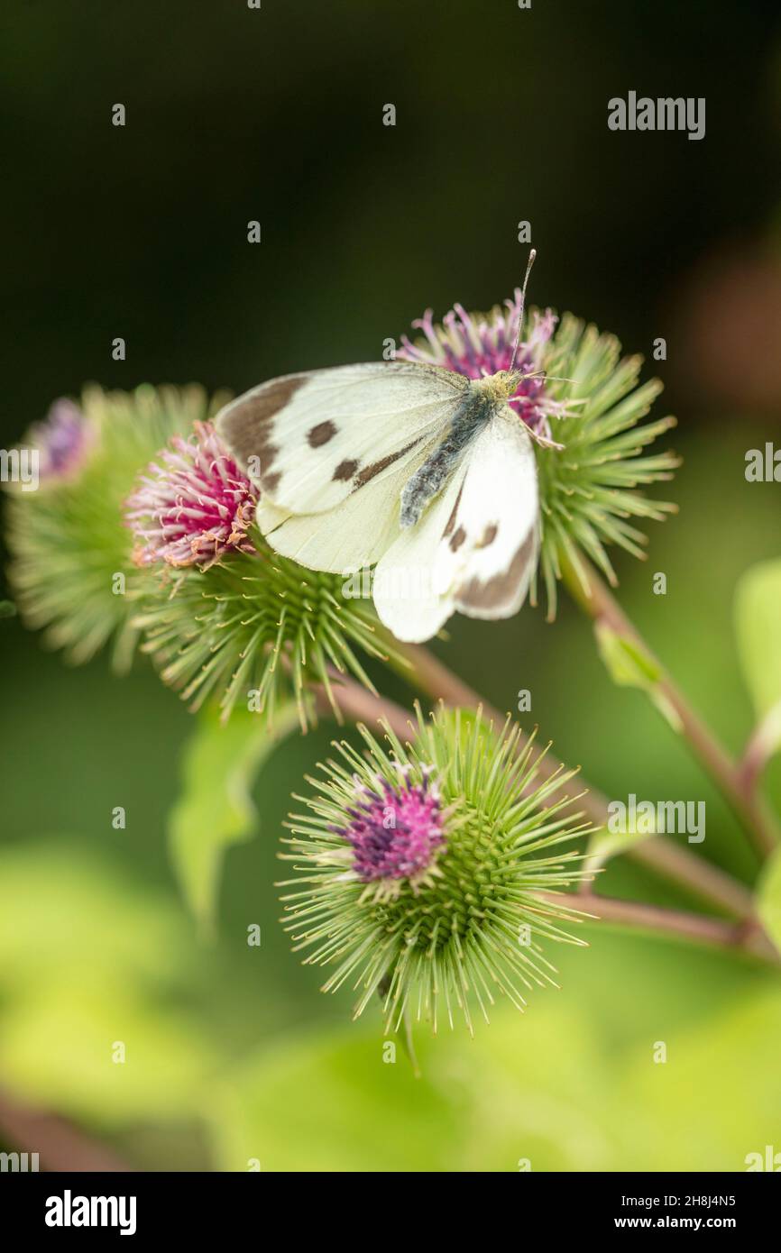 Cabbage white butterfly on common / wood Burdock. Natural closeup