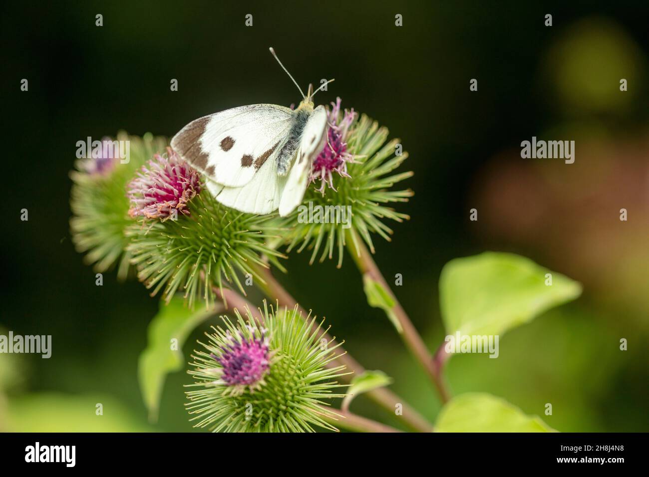 Cabbage white butterfly on common / wood Burdock. Natural closeup