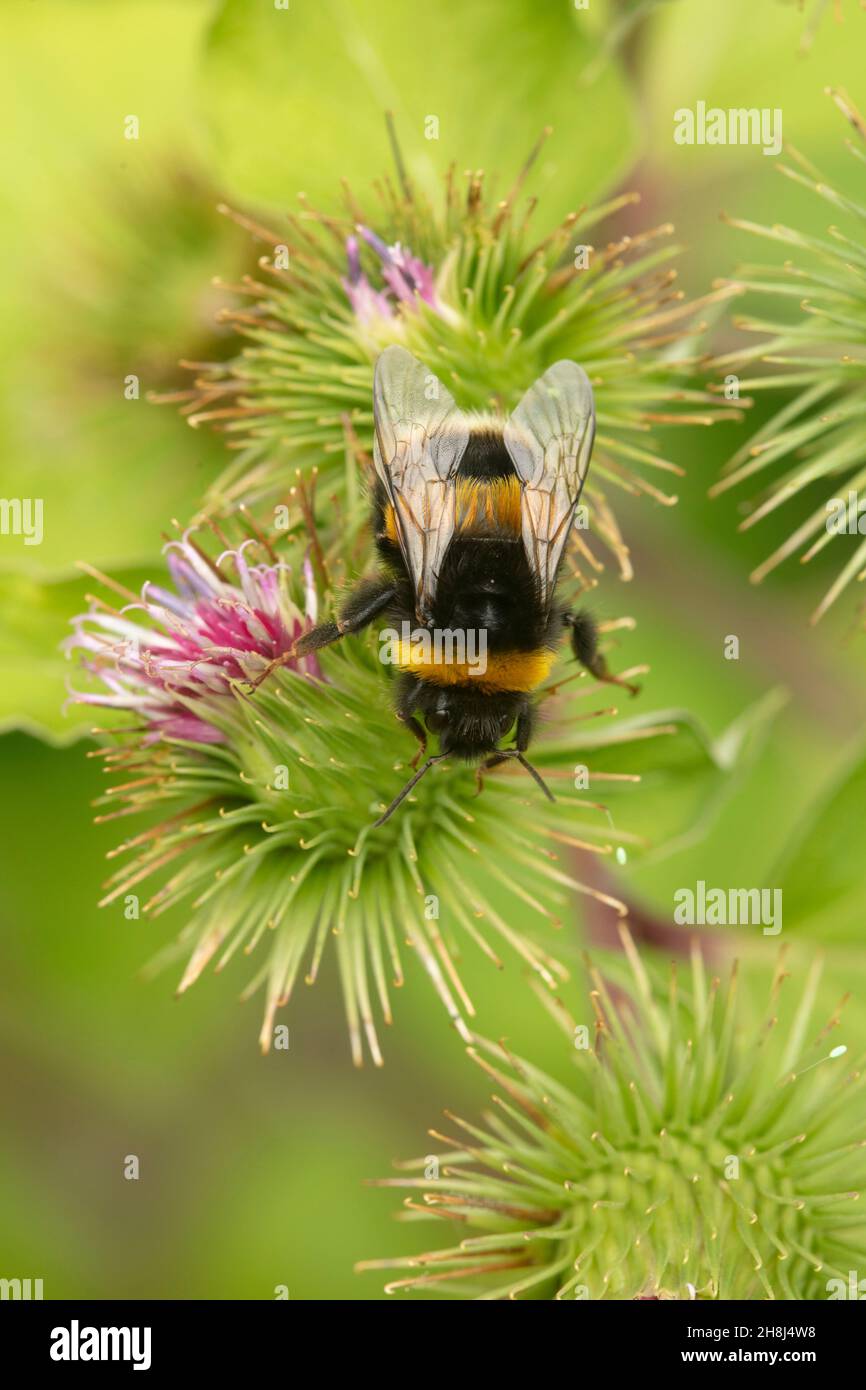 Natural environmental portrait of Bee on common / wood Burdock in close ...