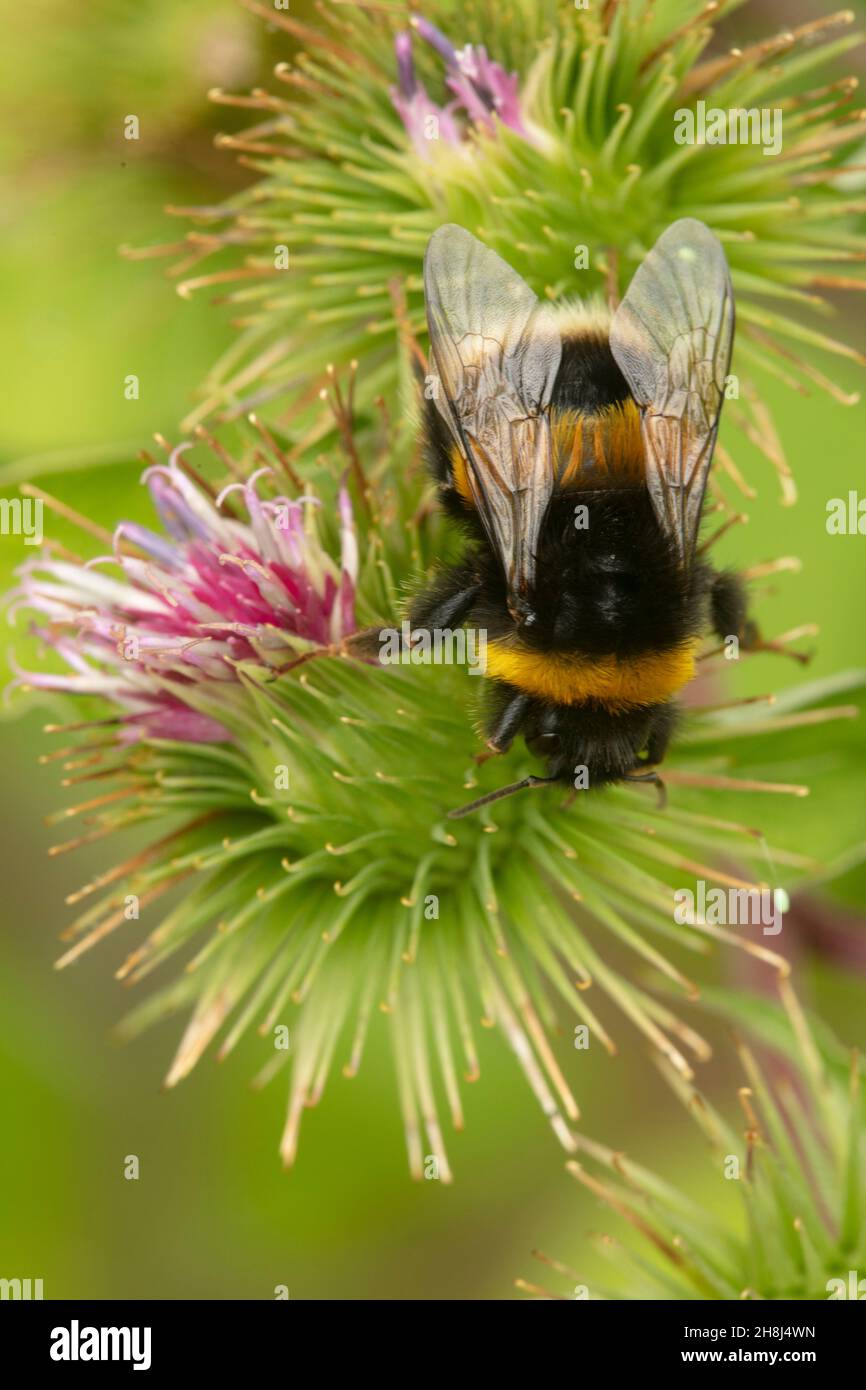 Natural environmental portrait of Bee on common / wood Burdock in close ...