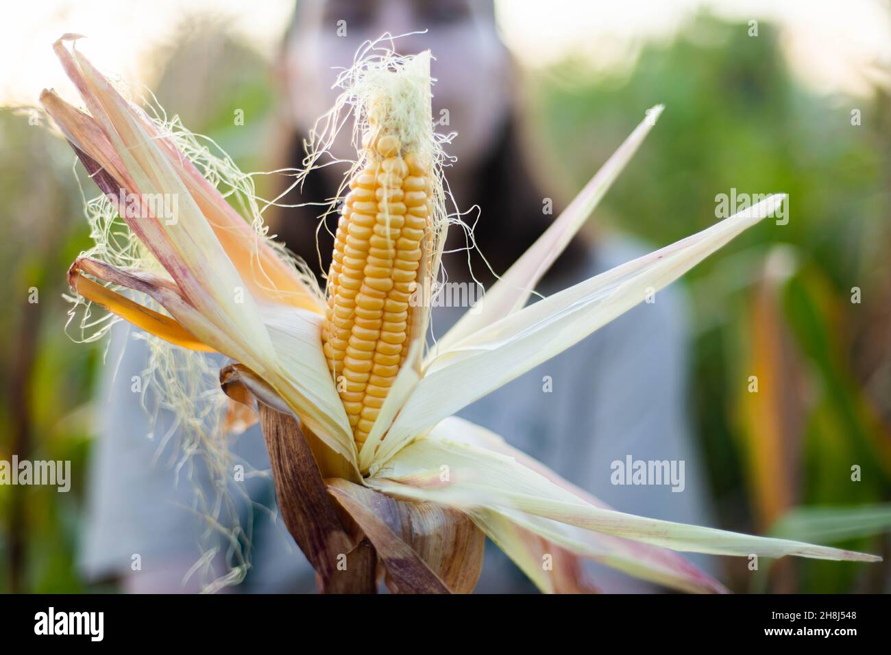Woman harvests corn from her garden Stock Photo - Alamy