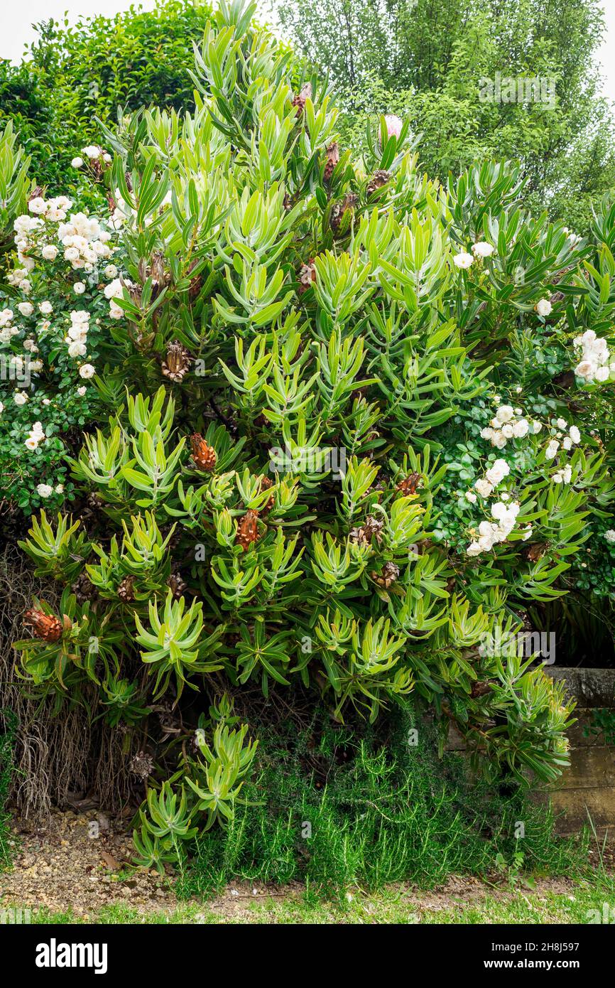 Oleander-leaf Protea Protea neriifolia plant Stock Photo