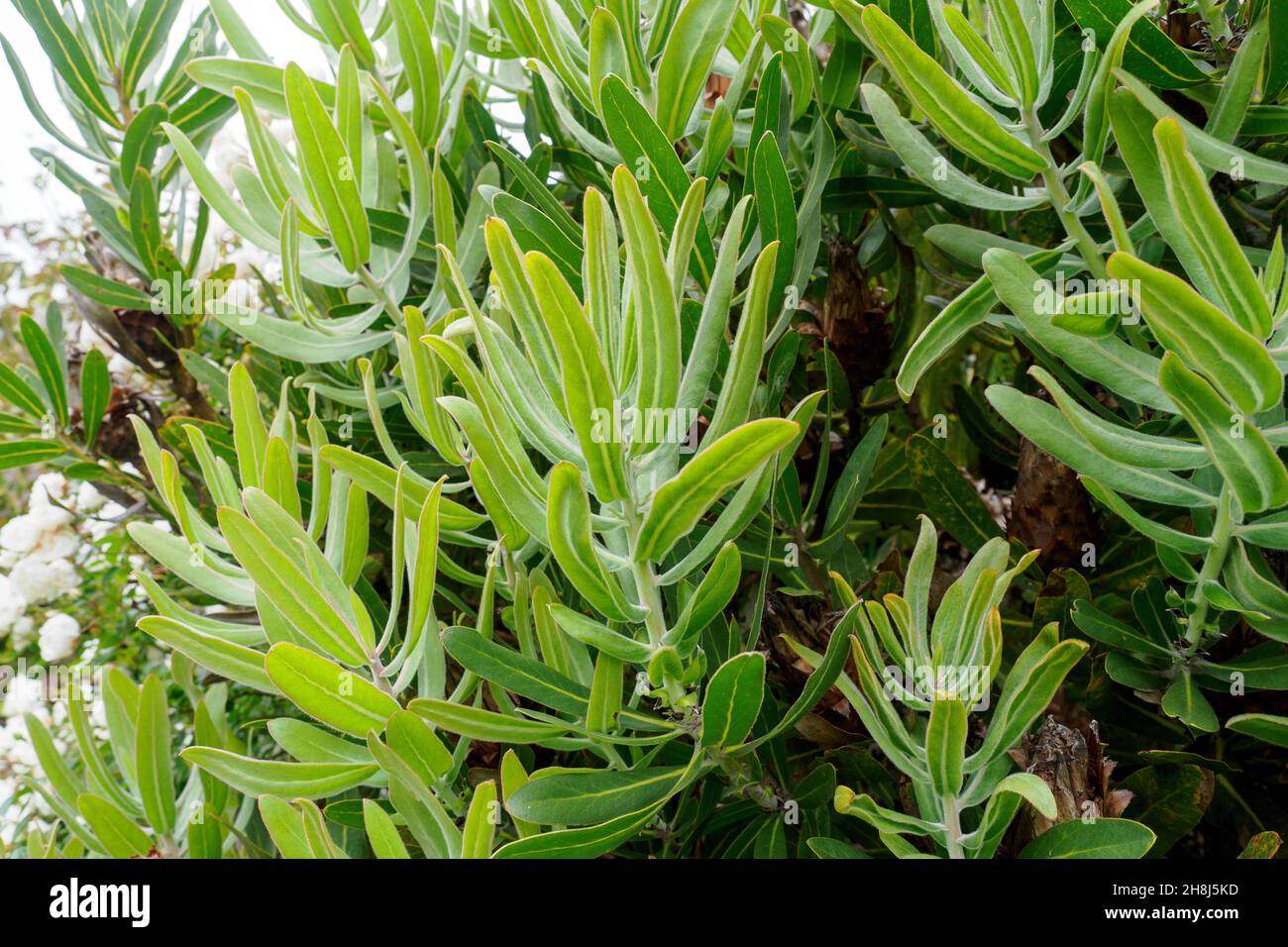 Oleander-leaf Protea Protea neriifolia plant Stock Photo
