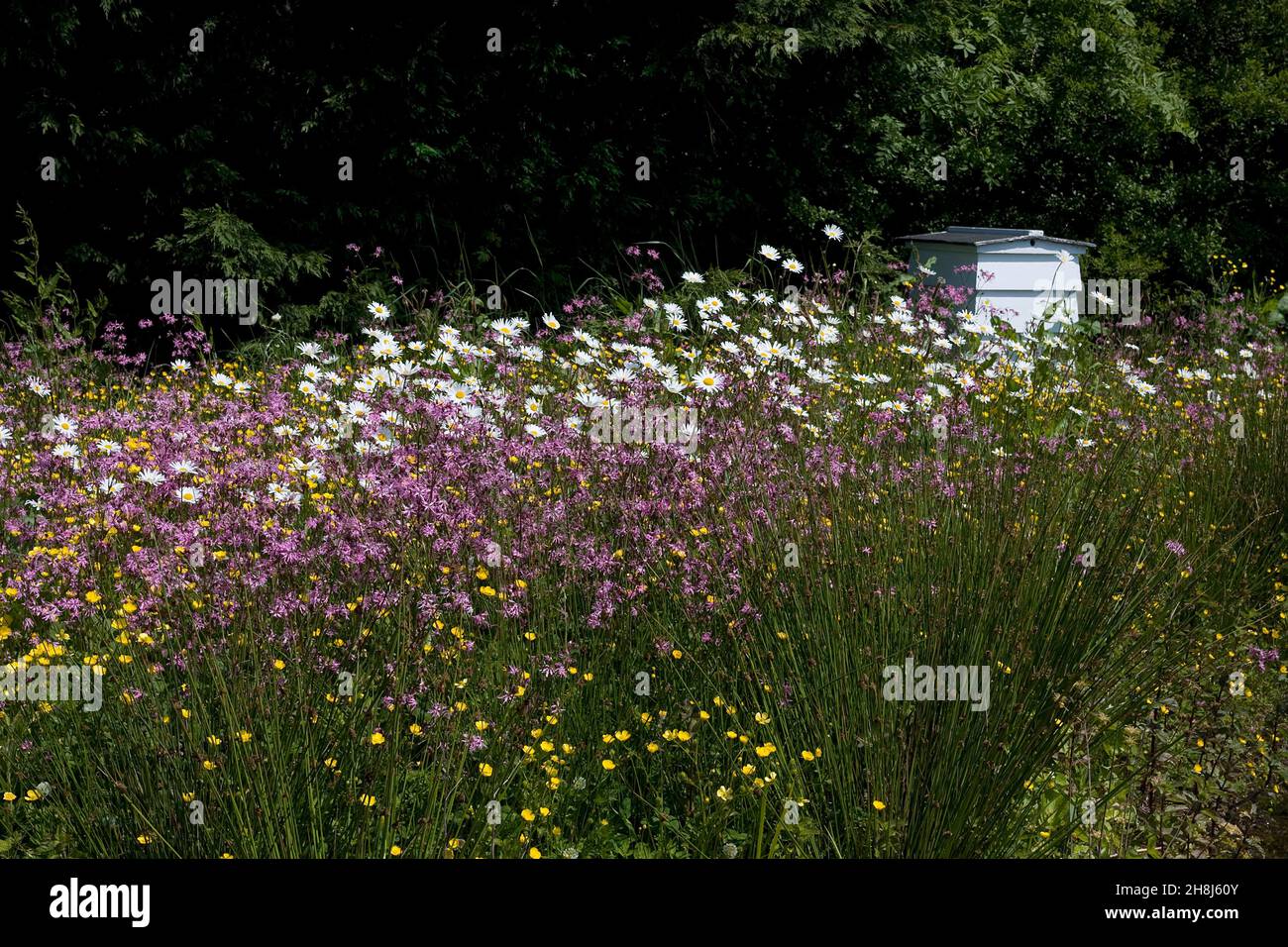 Gower Wildflower & Local Produce Centre, environmental garden, Gower Peninsula, Glamorgan, South Wales Stock Photo