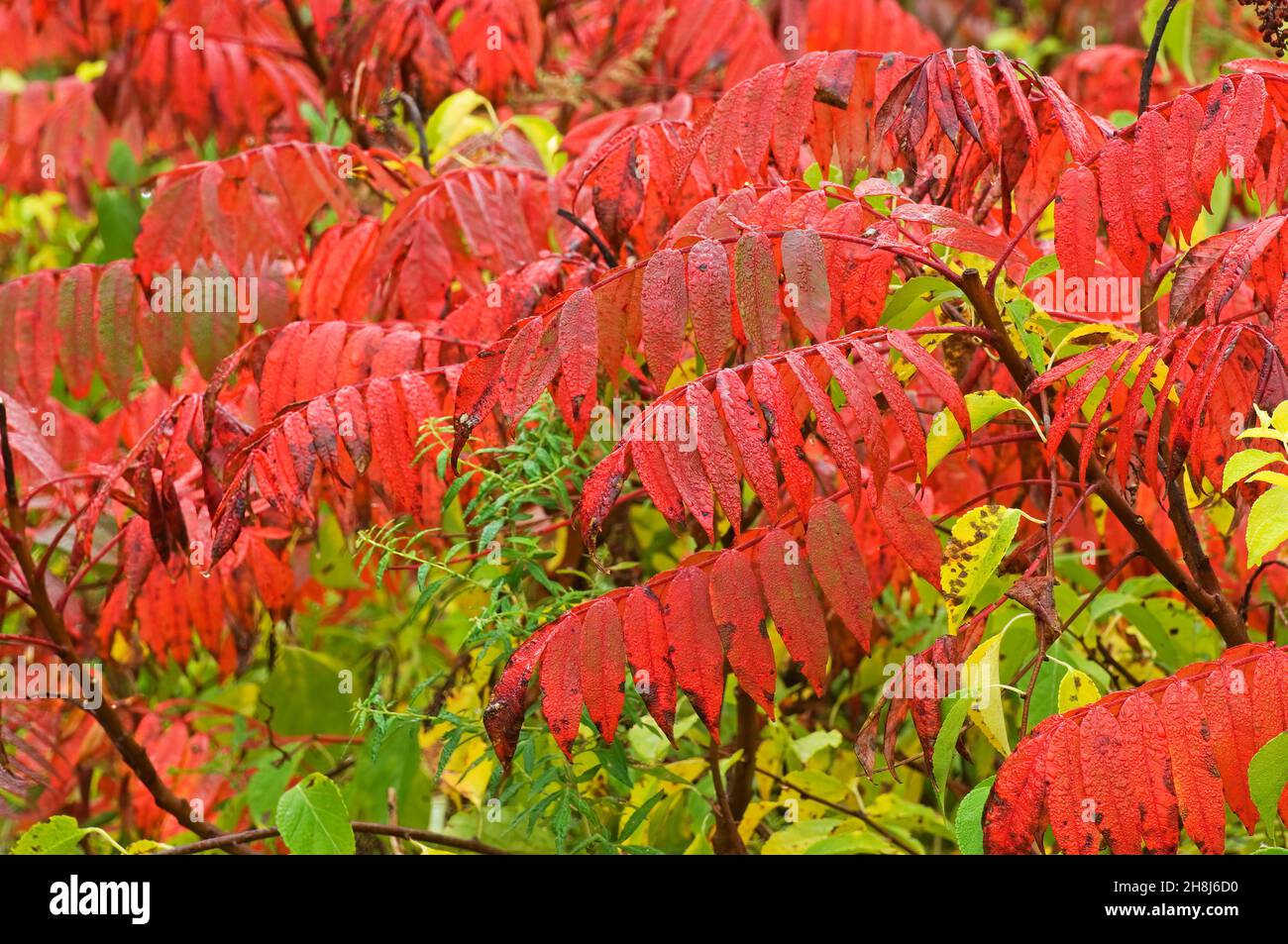 Staghorn sumac leaves after autumn rain Stock Photo Alamy