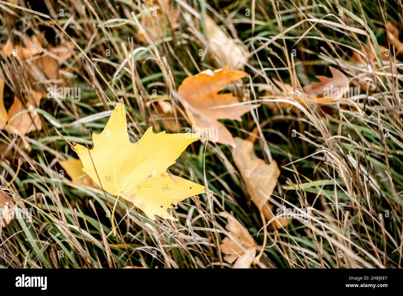 Branch leaves on grass hi-res stock photography and images - Alamy