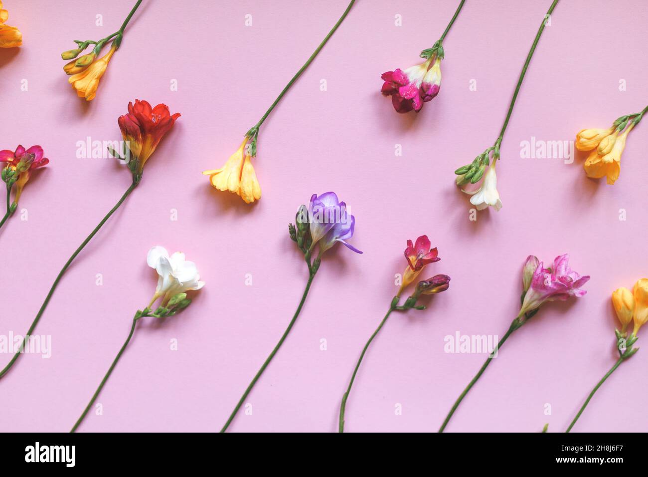 Multicolored freesia flowers on a pink background. Gift concept for Mother's Day, Valentine's Day and other holidays. Flat lay, top view Stock Photo